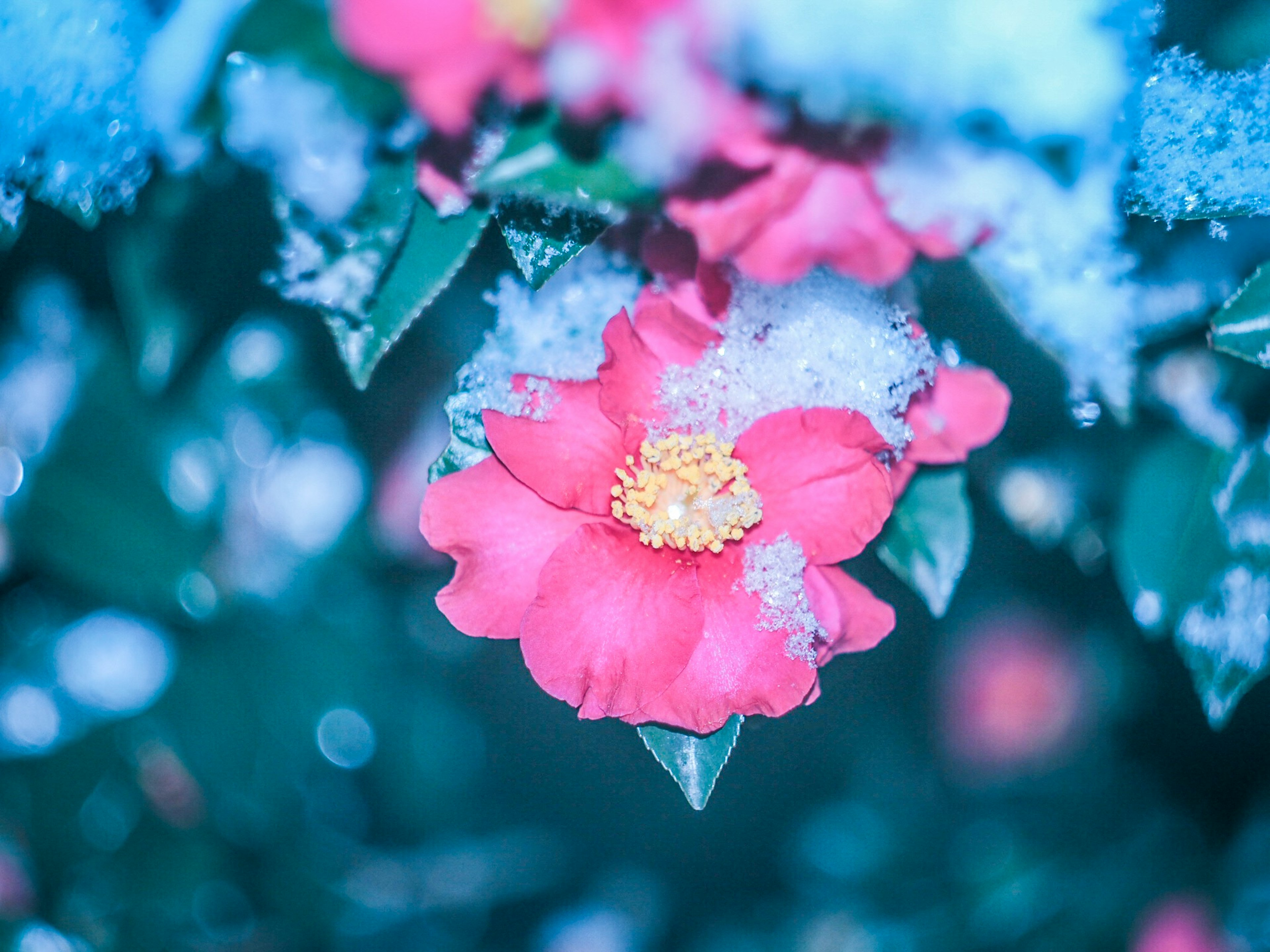 Pink flower covered in snow with green leaves