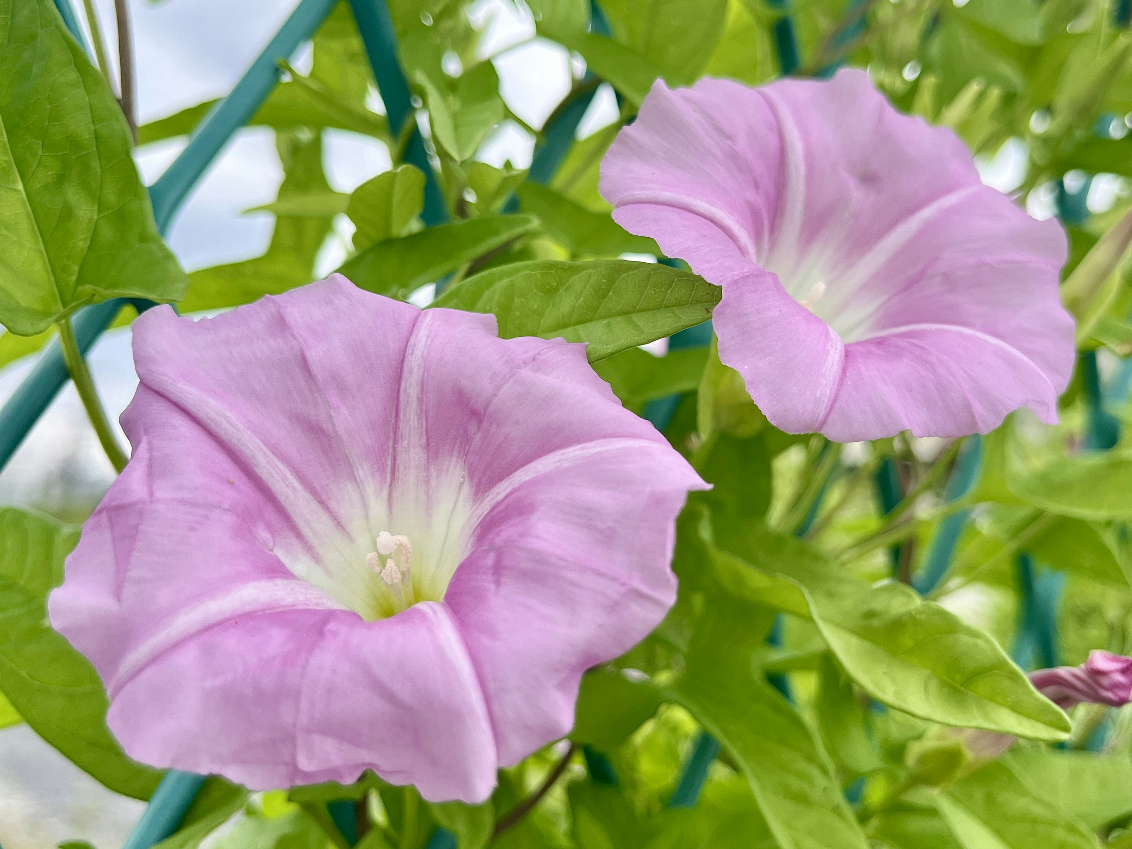 Pink morning glory flowers surrounded by green leaves