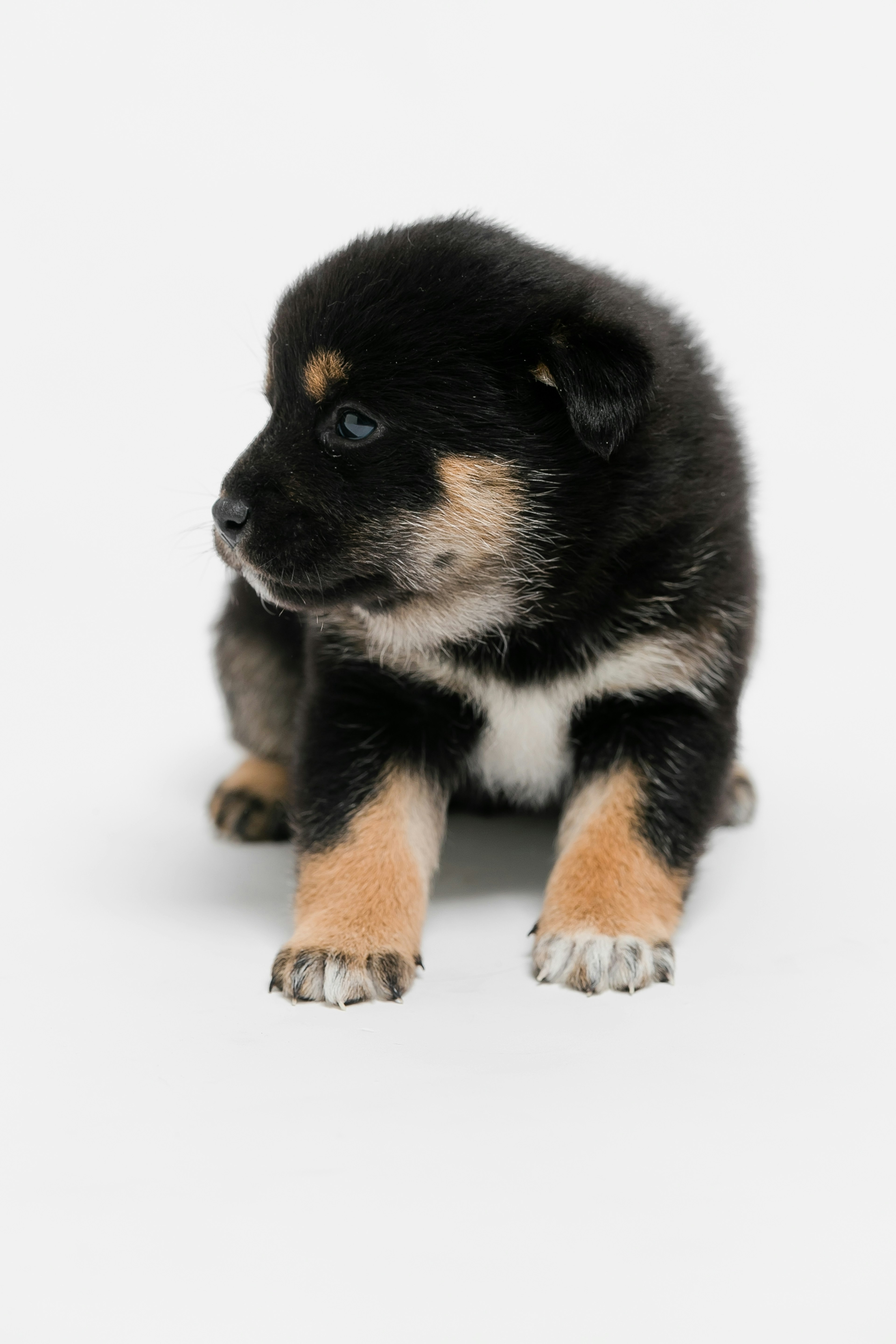 A black and tan puppy looking sideways against a white background