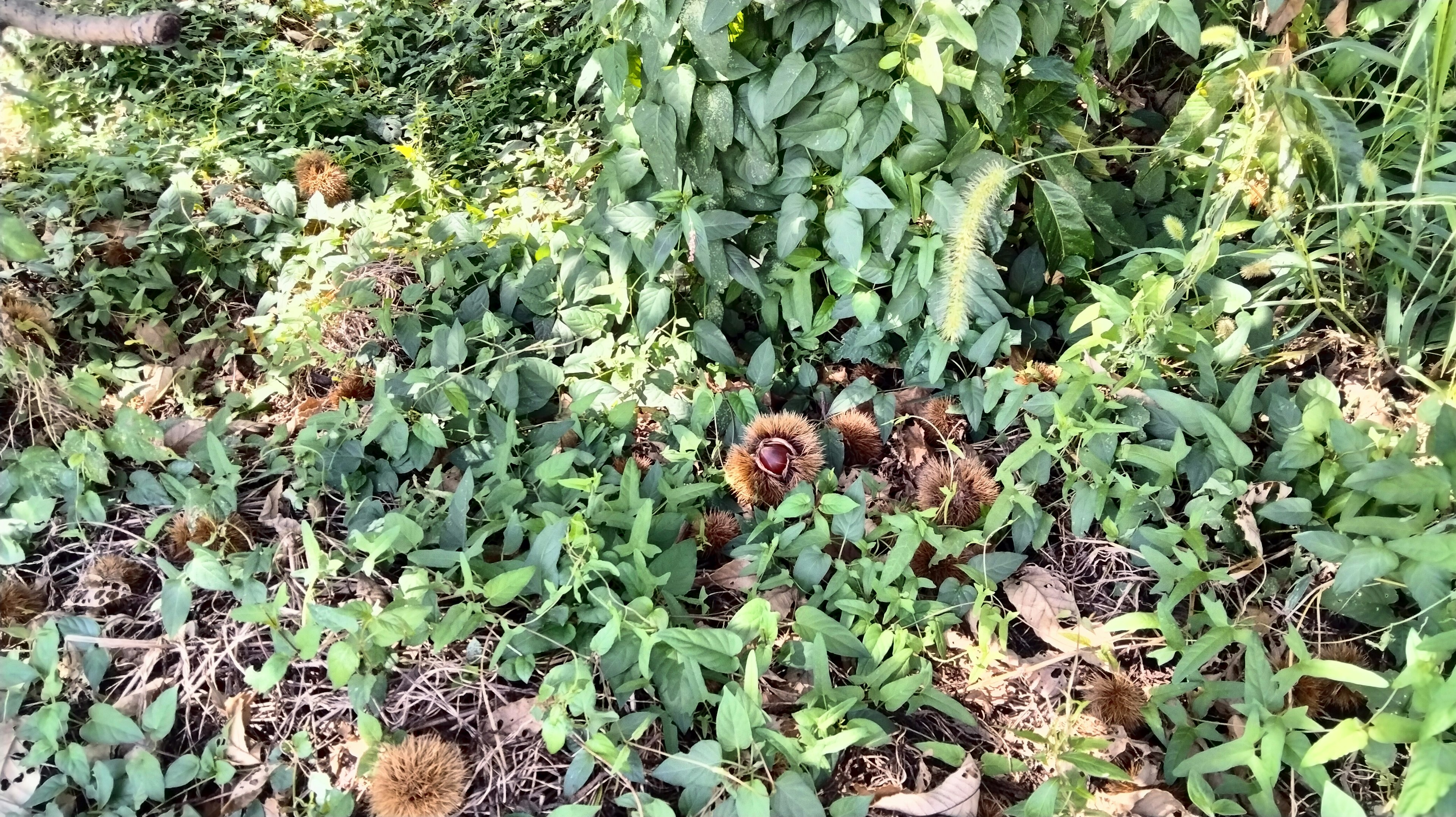 Brown fruits scattered on the ground among green plants and fallen leaves