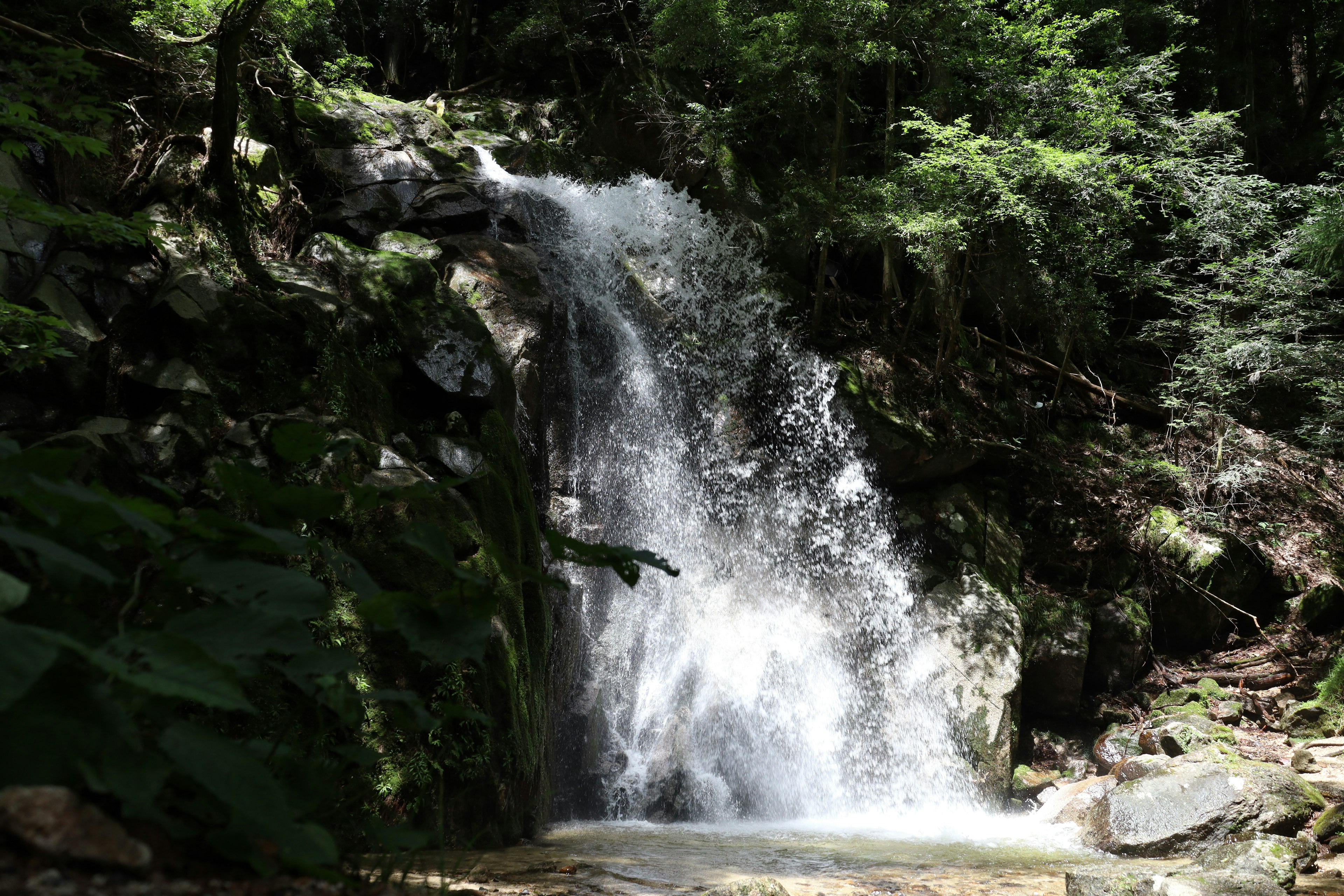 Wasserfall, der durch einen üppigen grünen Wald mit Felsen fließt