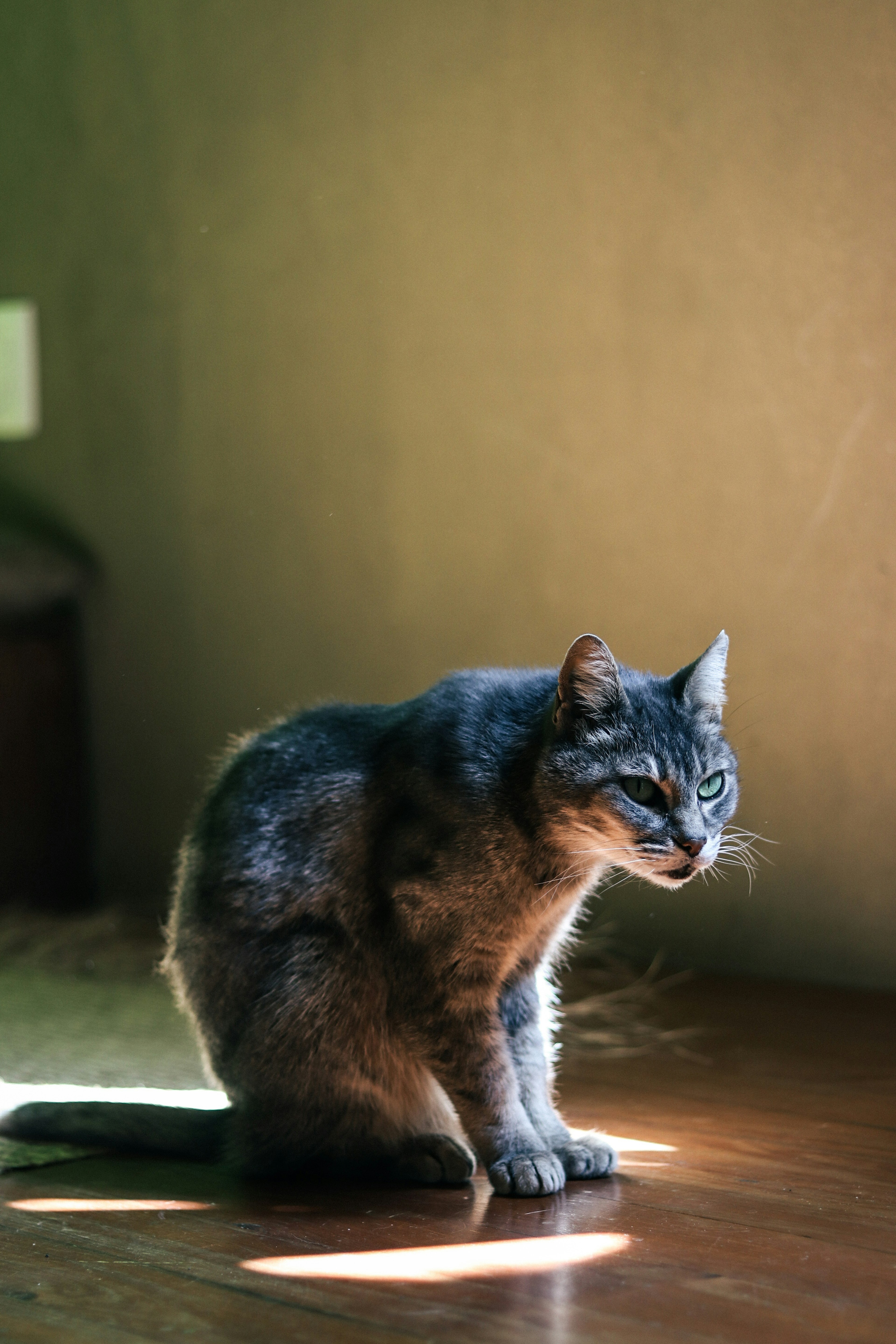 Gatto grigio seduto vicino alla finestra con luce soffusa