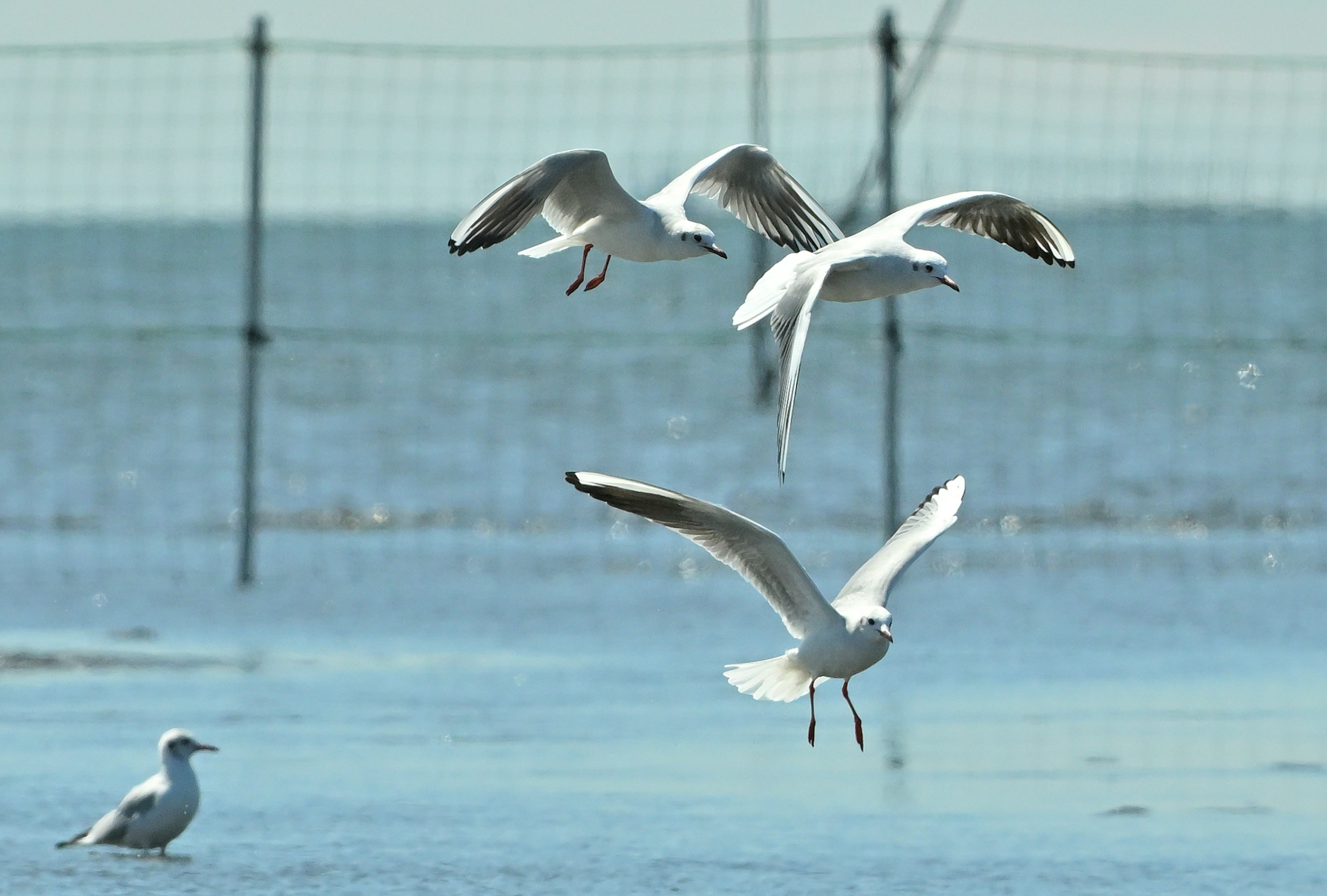 Eine Gruppe von Möwen, die über ein ruhiges Meer fliegen