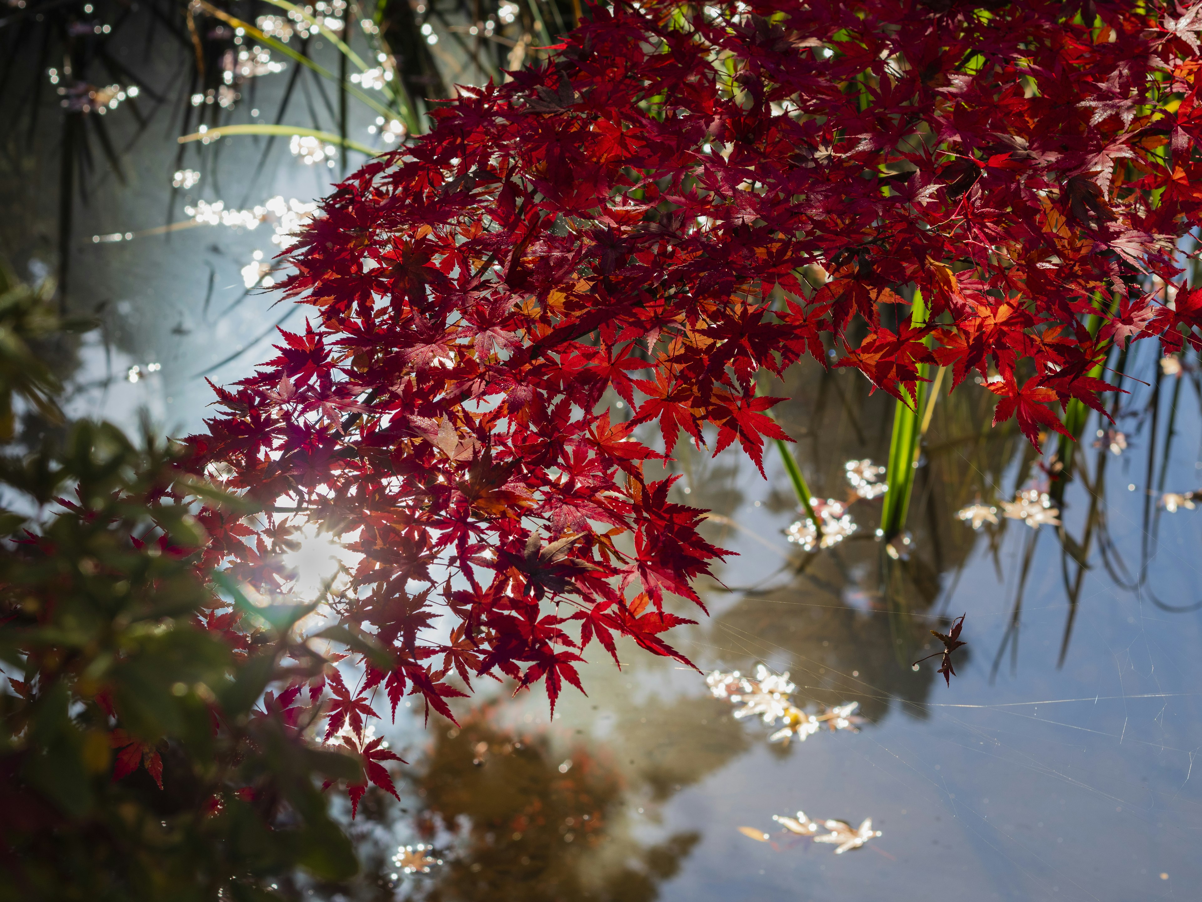 Rote Ahornblätter, die sich auf der Wasseroberfläche mit Lichtreflexionen spiegeln