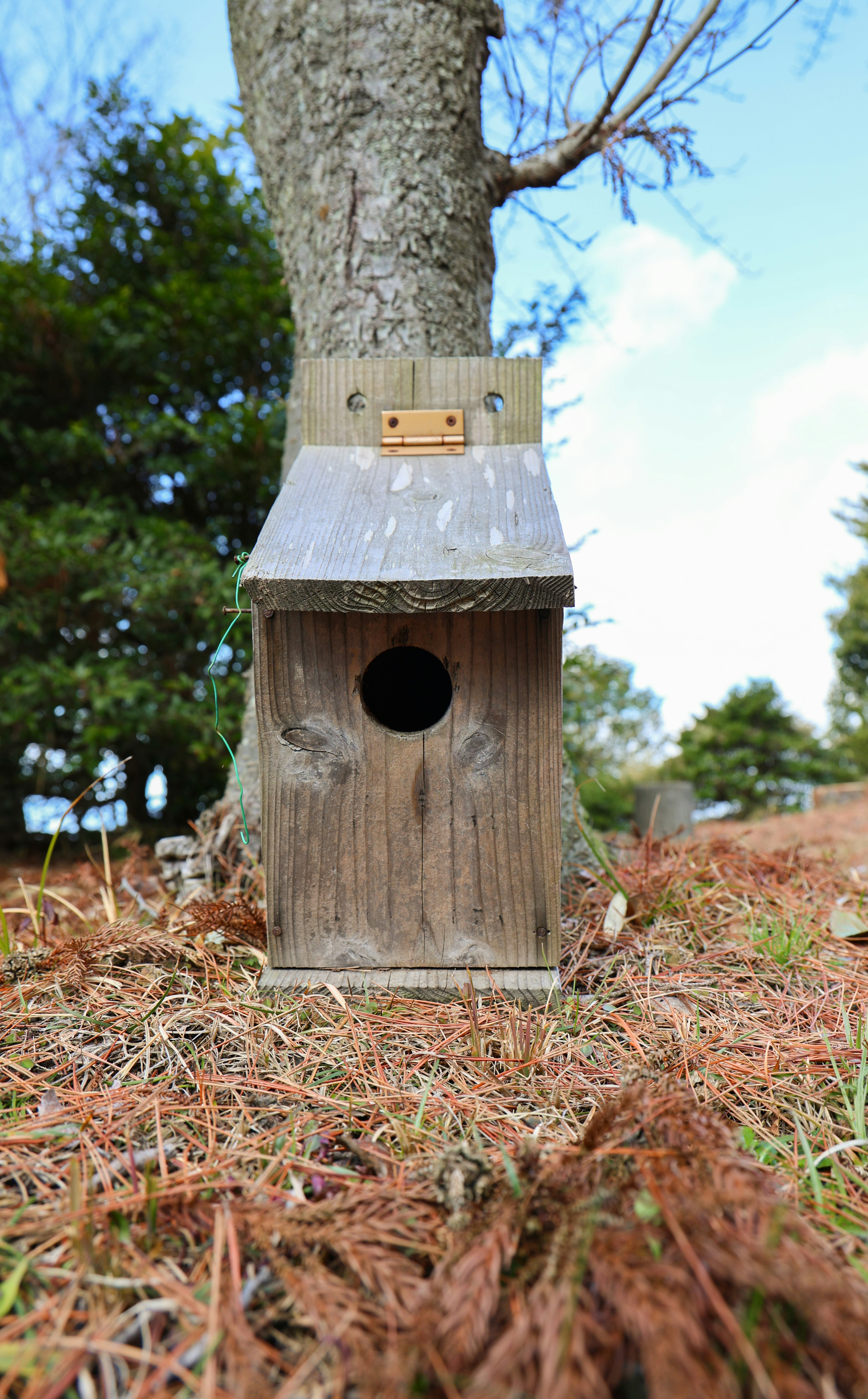 Holzvogelhaus am Baumstamm befestigt umgeben von Kiefernnadeln