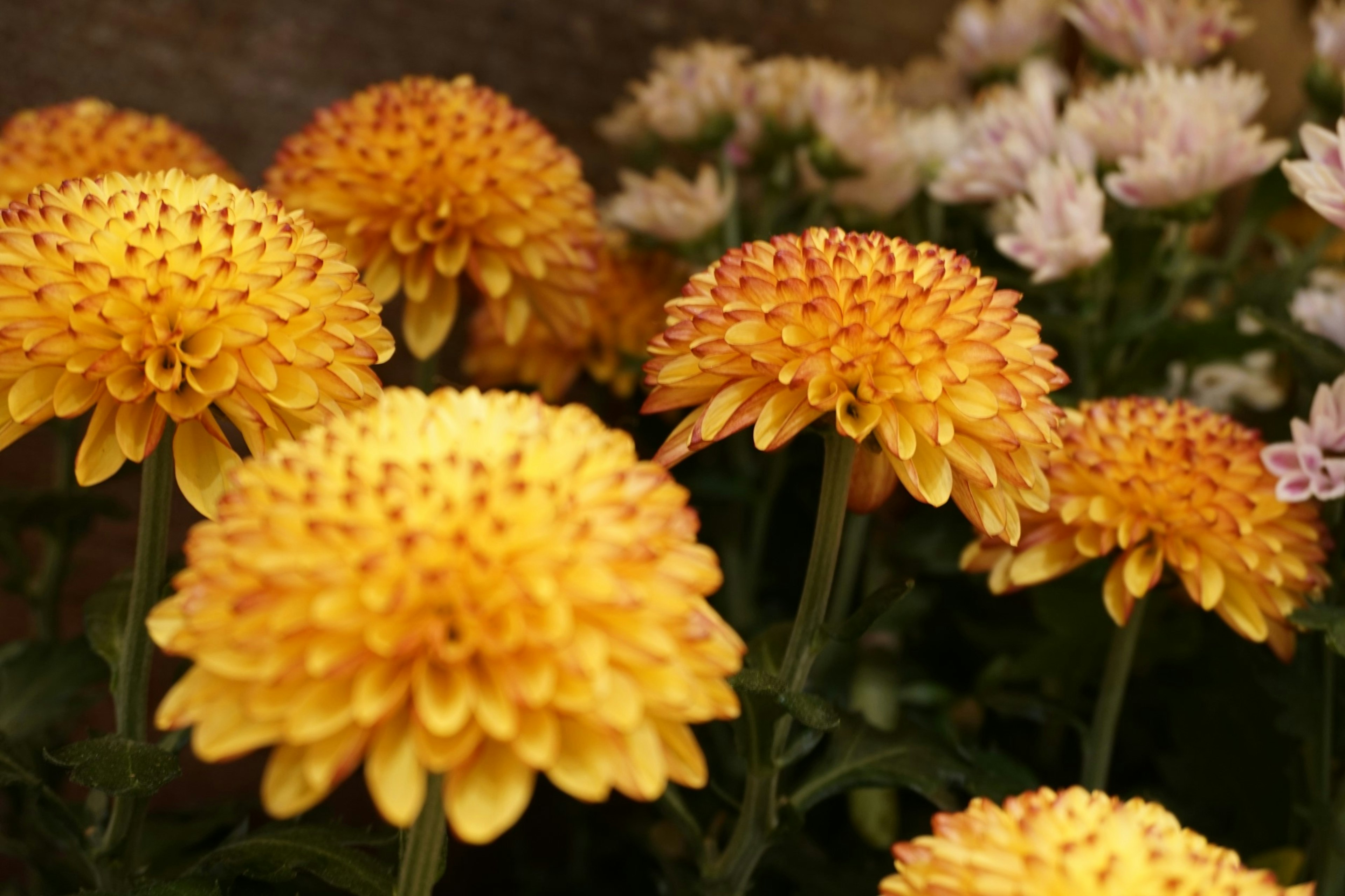 Lebendige gelbe Chrysanthemen in voller Blüte mit kleinen weißen Blumen im Hintergrund