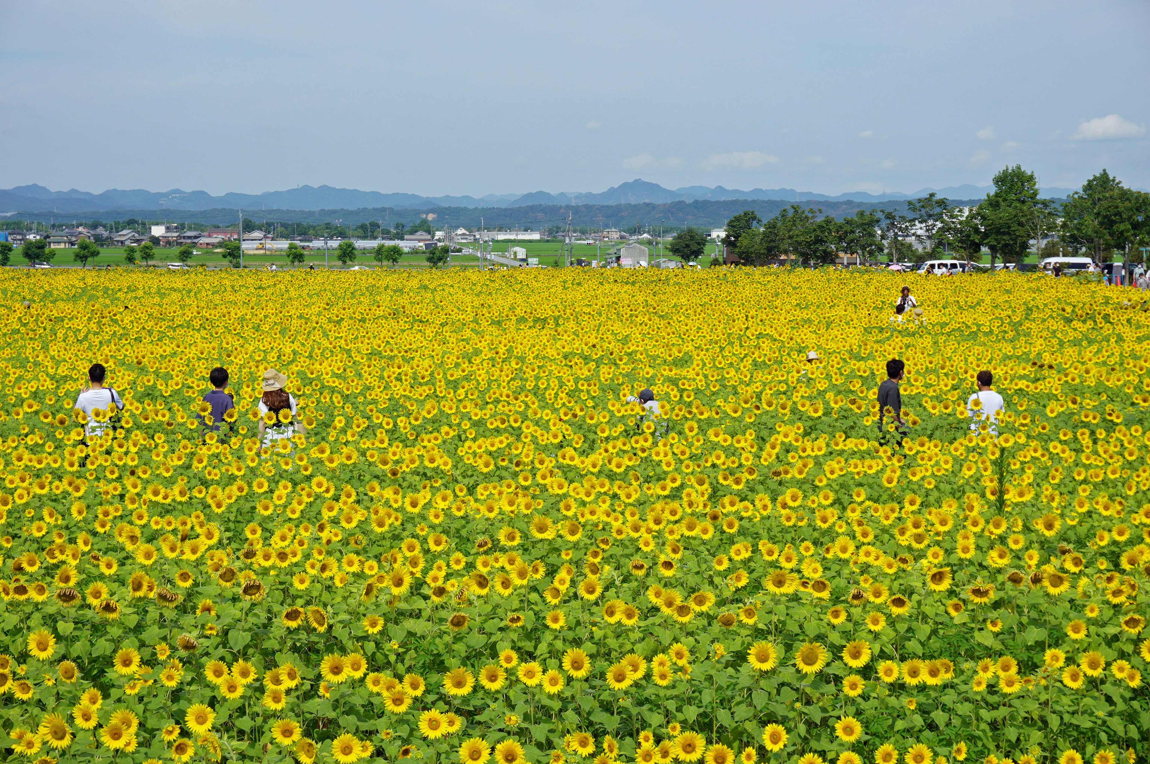 Enfants et adultes jouant dans un vaste champ de tournesols