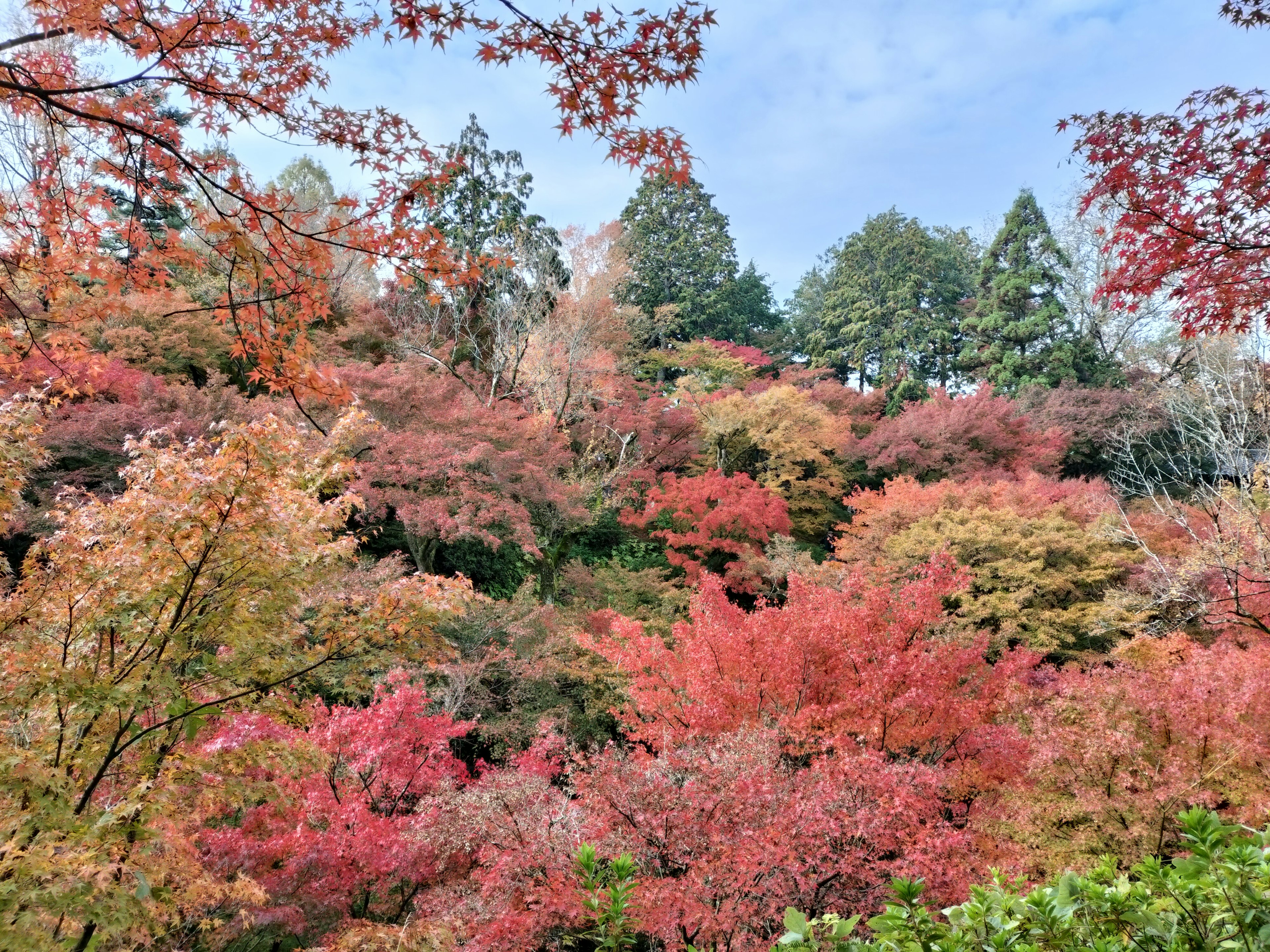 Vibrant autumn foliage covering a hillside