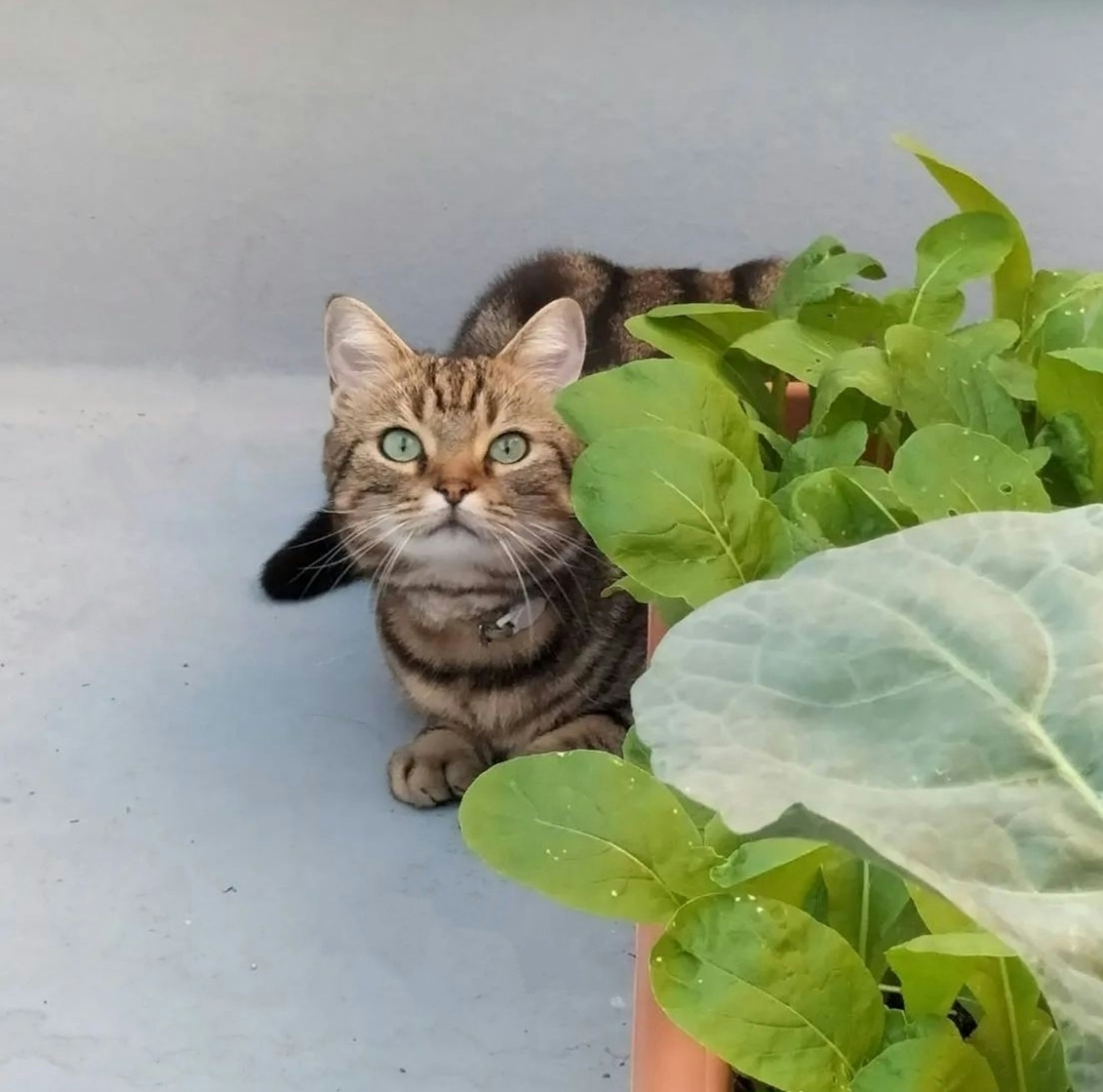 茶色の縞模様の猫が緑の植物の近くに座っている