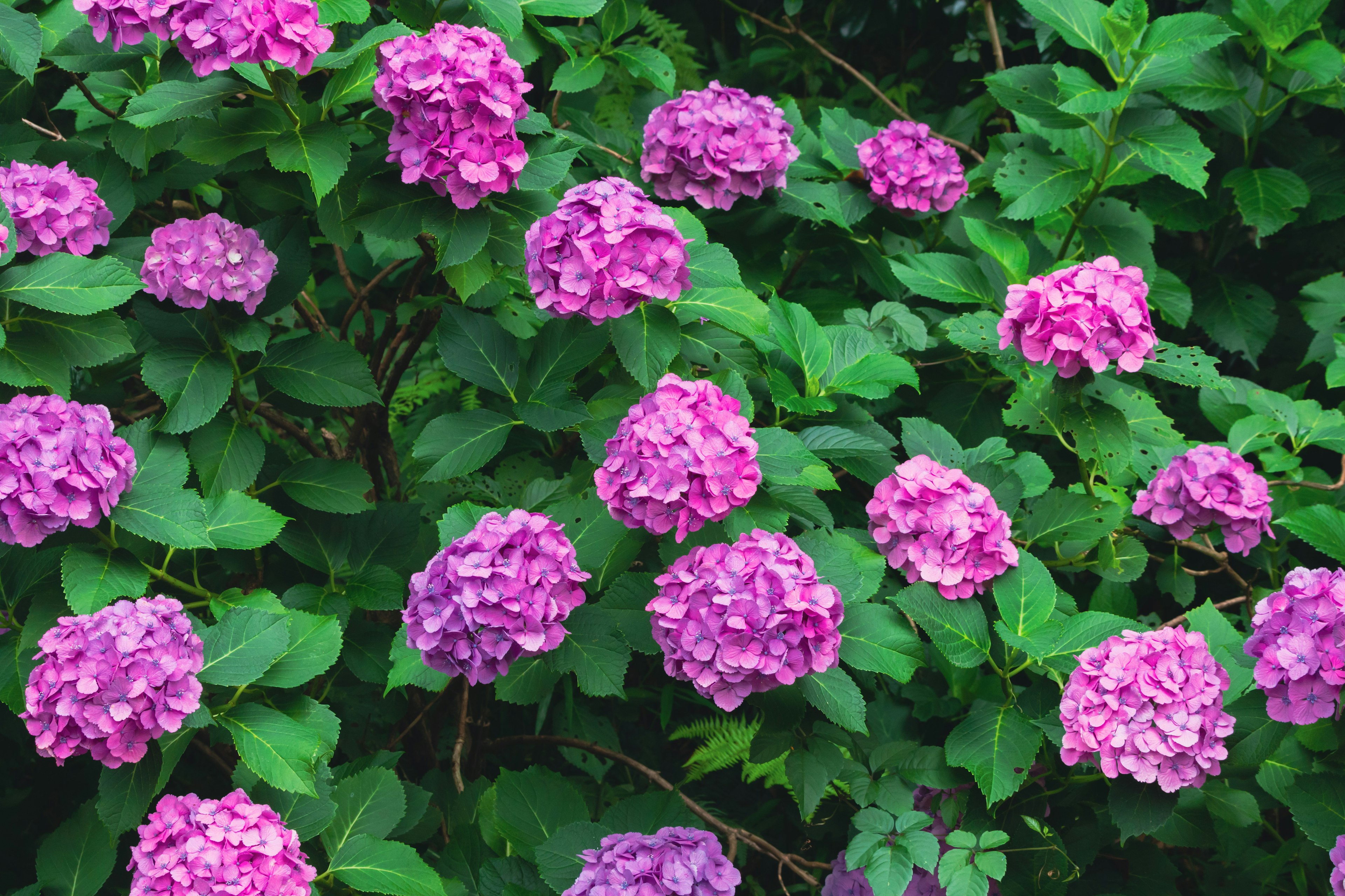 A bush of hydrangeas with clusters of purple flowers surrounded by green leaves