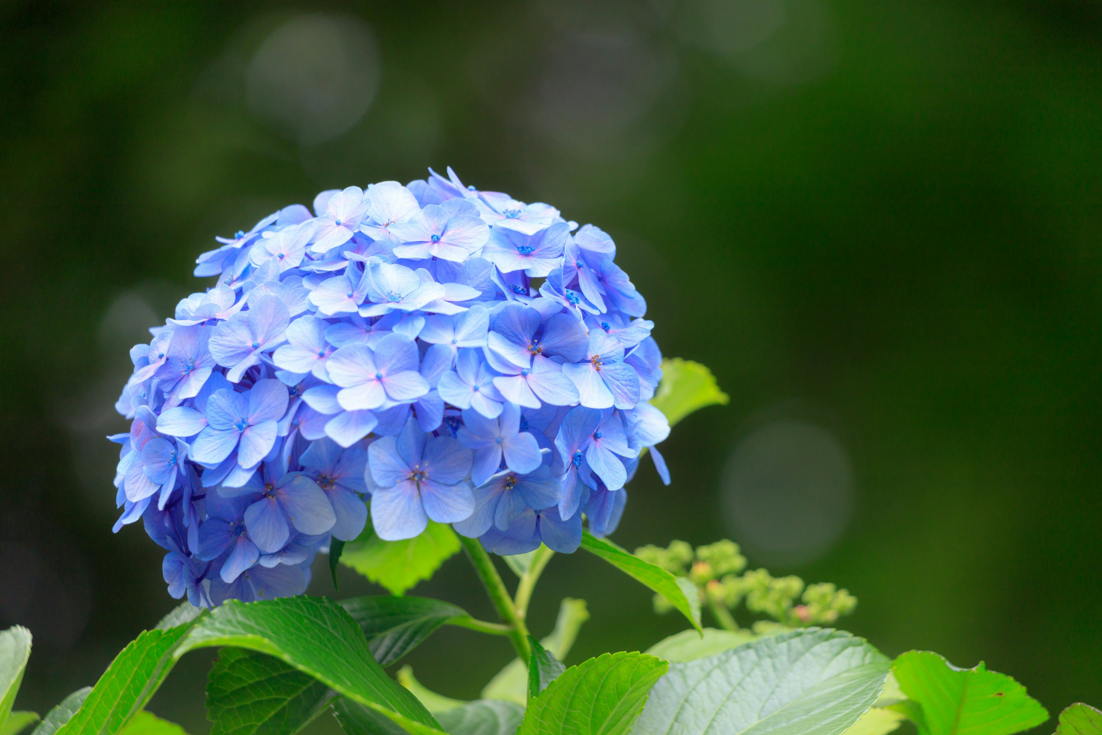 Blue hydrangea flower surrounded by green leaves and a blurred background