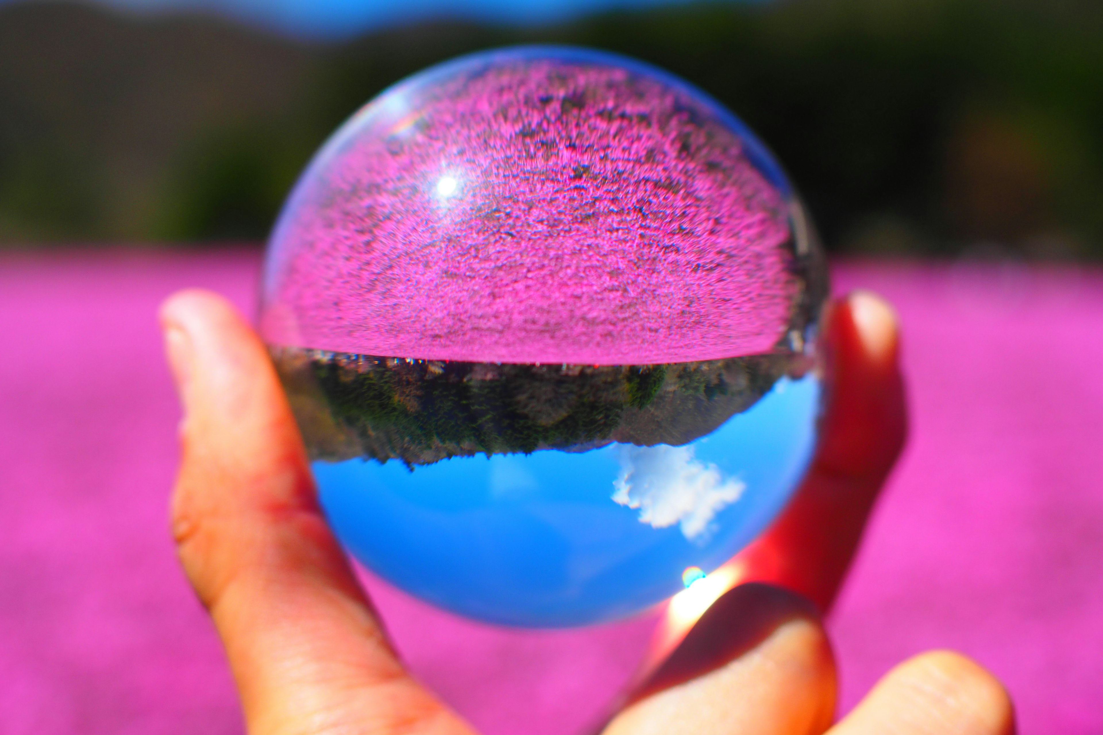 Hand holding a glass sphere reflecting a blue sky and pink flower field