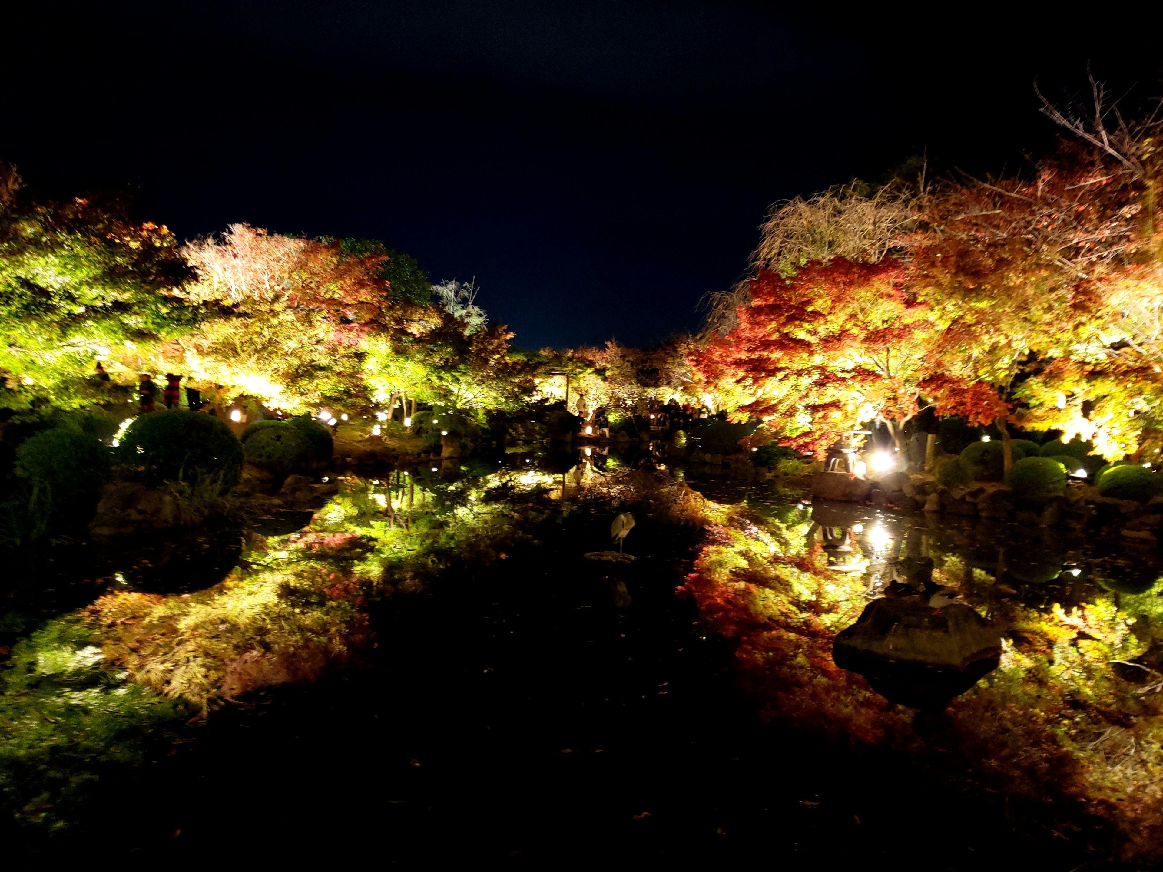 Follaje de otoño iluminado en un jardín reflejándose bellamente por la noche