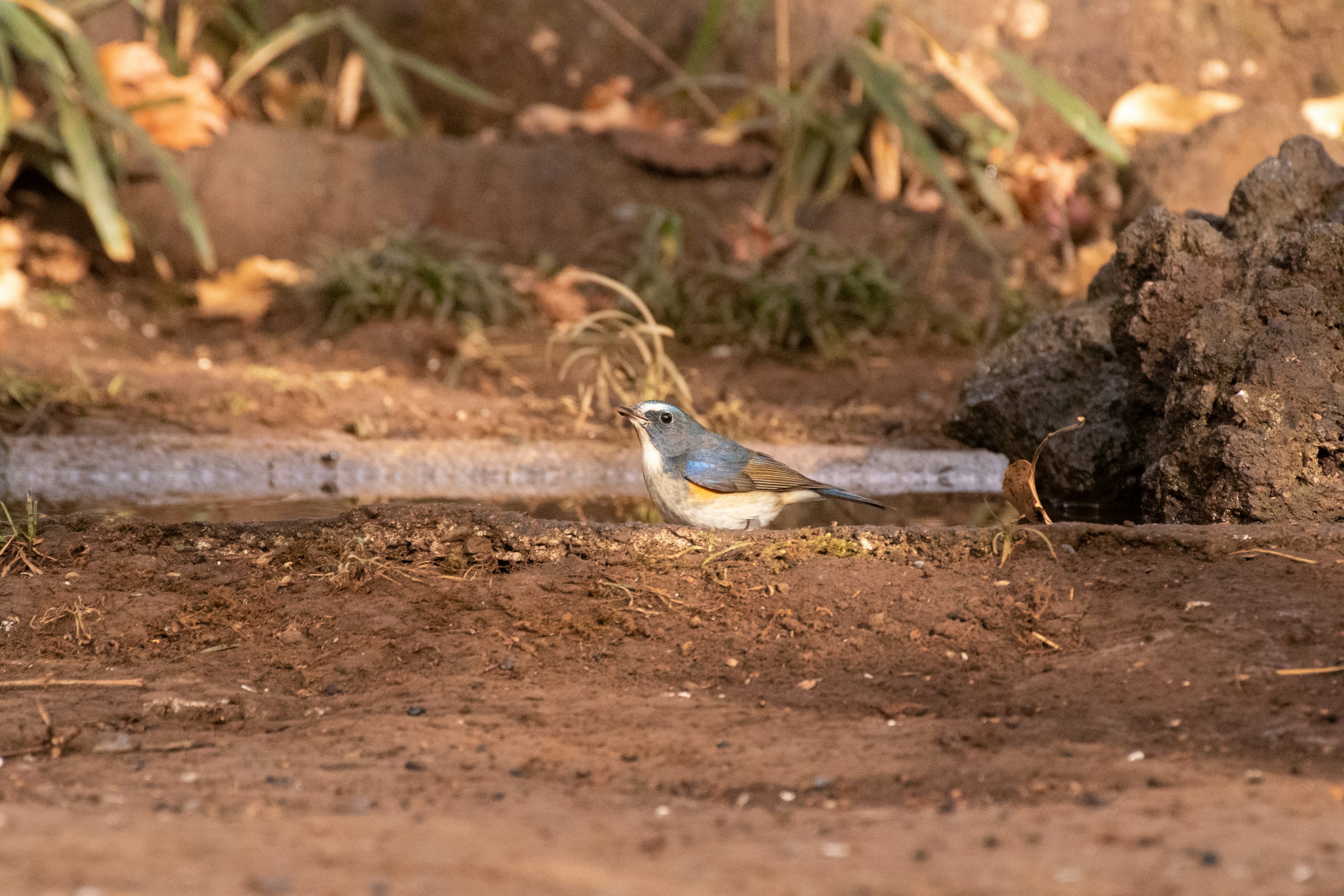 Seekor burung kecil dengan bulu biru berdiri di tanah