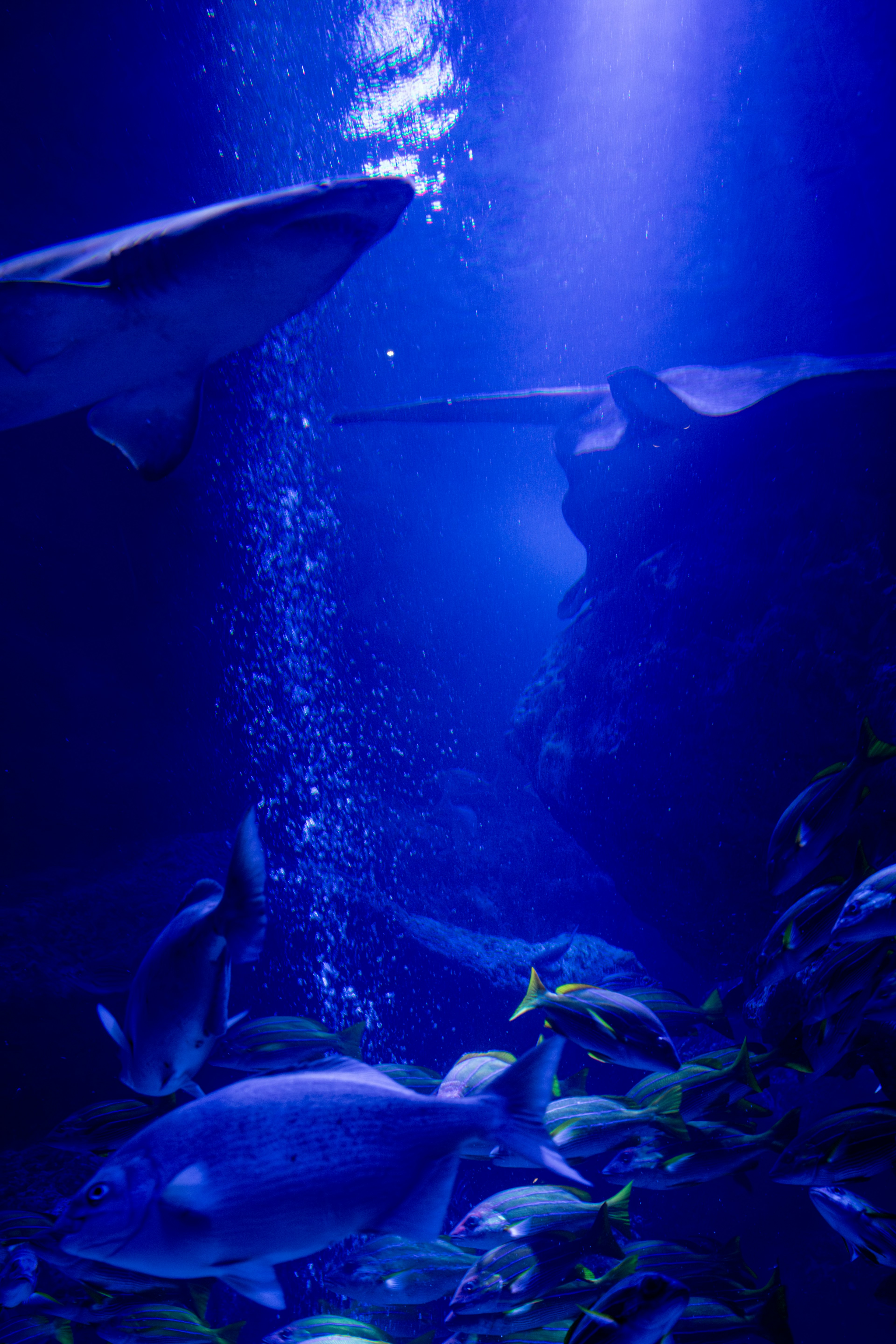 Escena submarina con peces y un tiburón nadando en luz azul