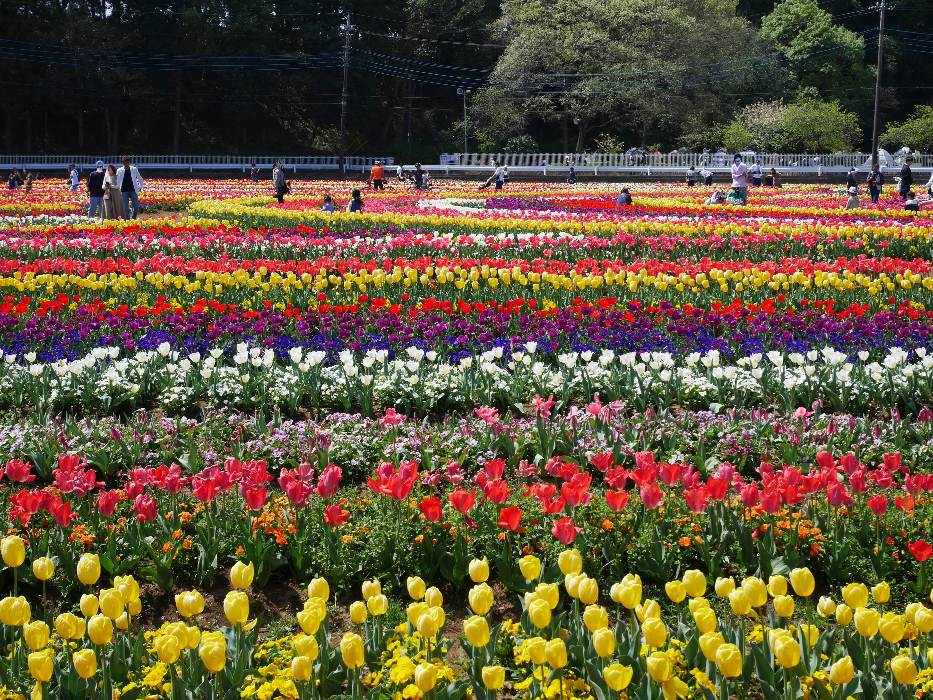 Weites Blumenfeld mit bunten blühenden Tulpen