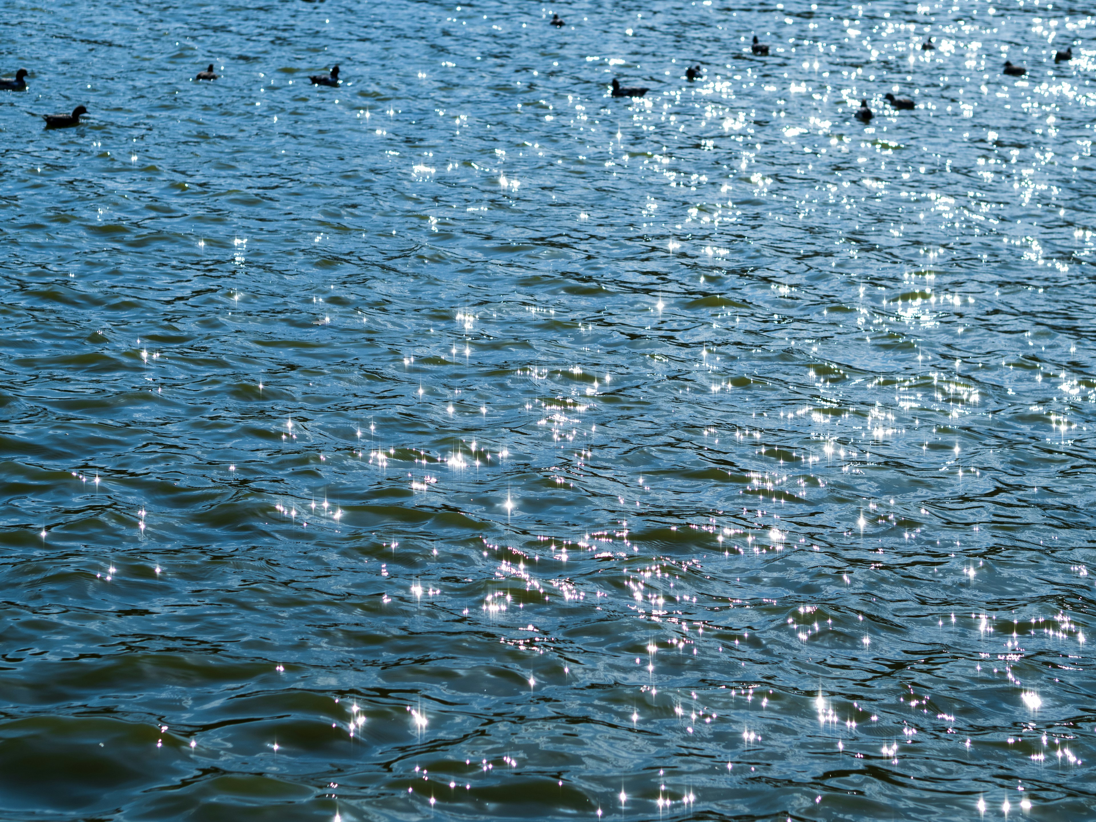 Luz del sol brillando en la superficie del agua con patos