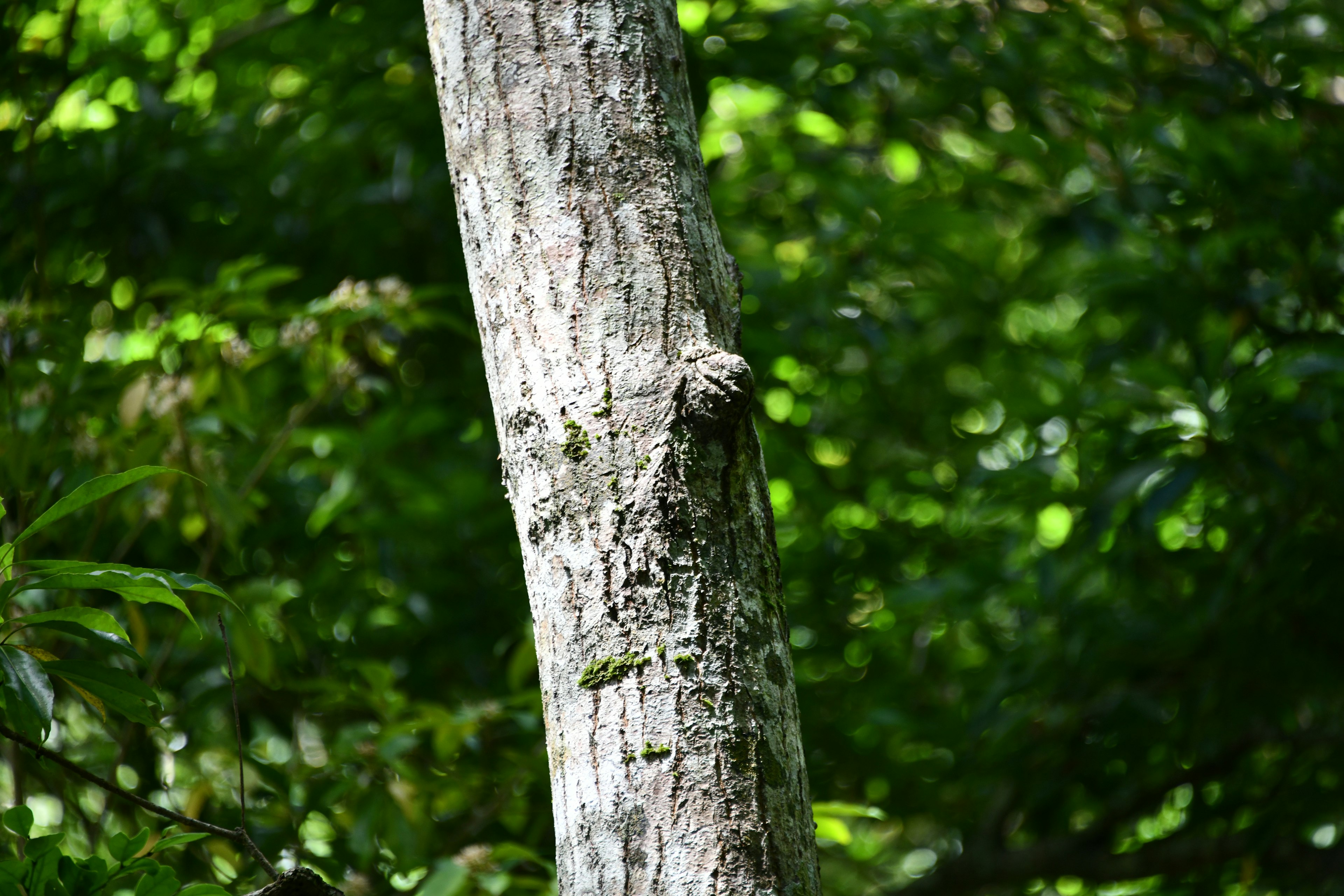 Tronc d'arbre entouré de feuillage vert luxuriant