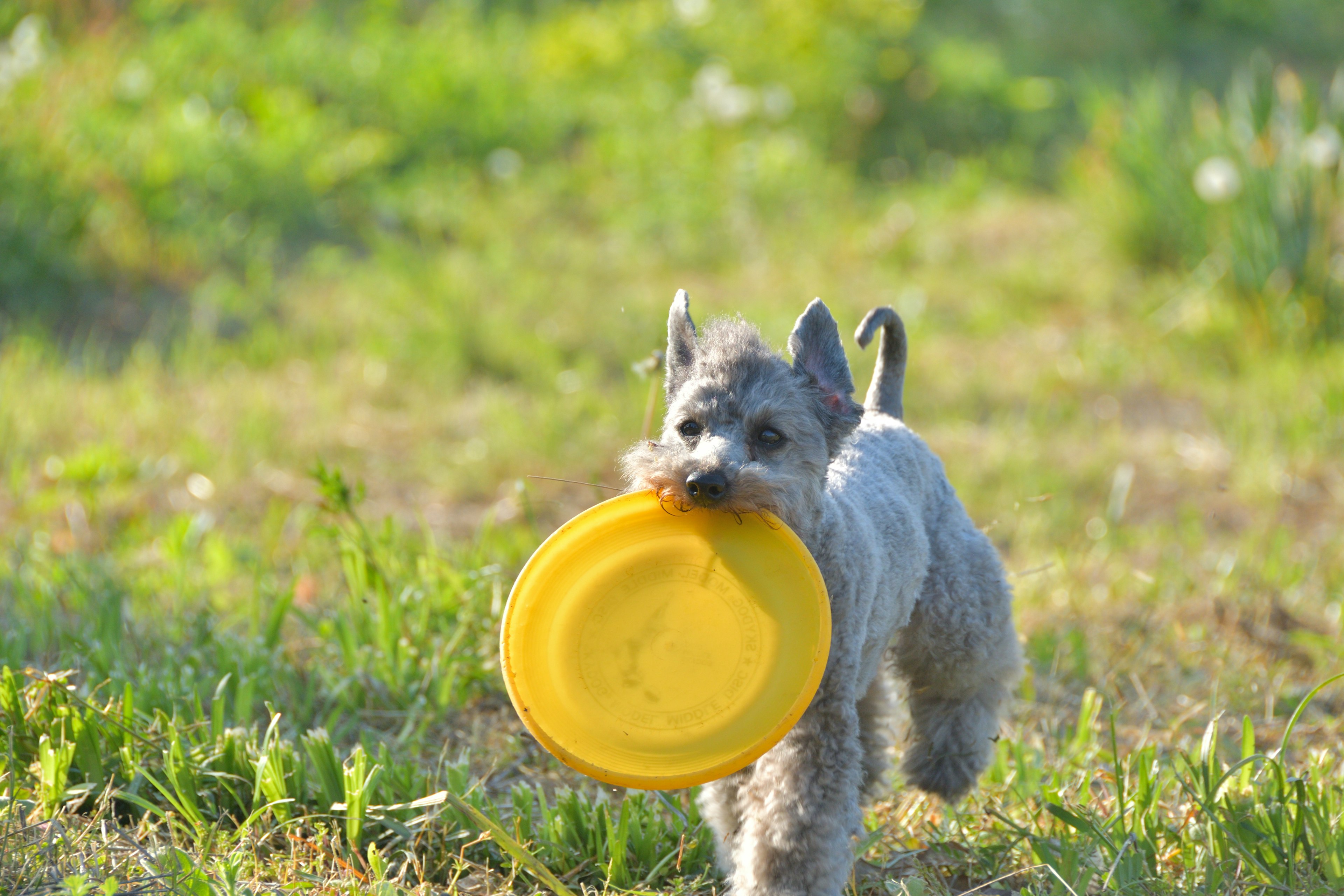 Anjing berlari sambil menggigit frisbee kuning