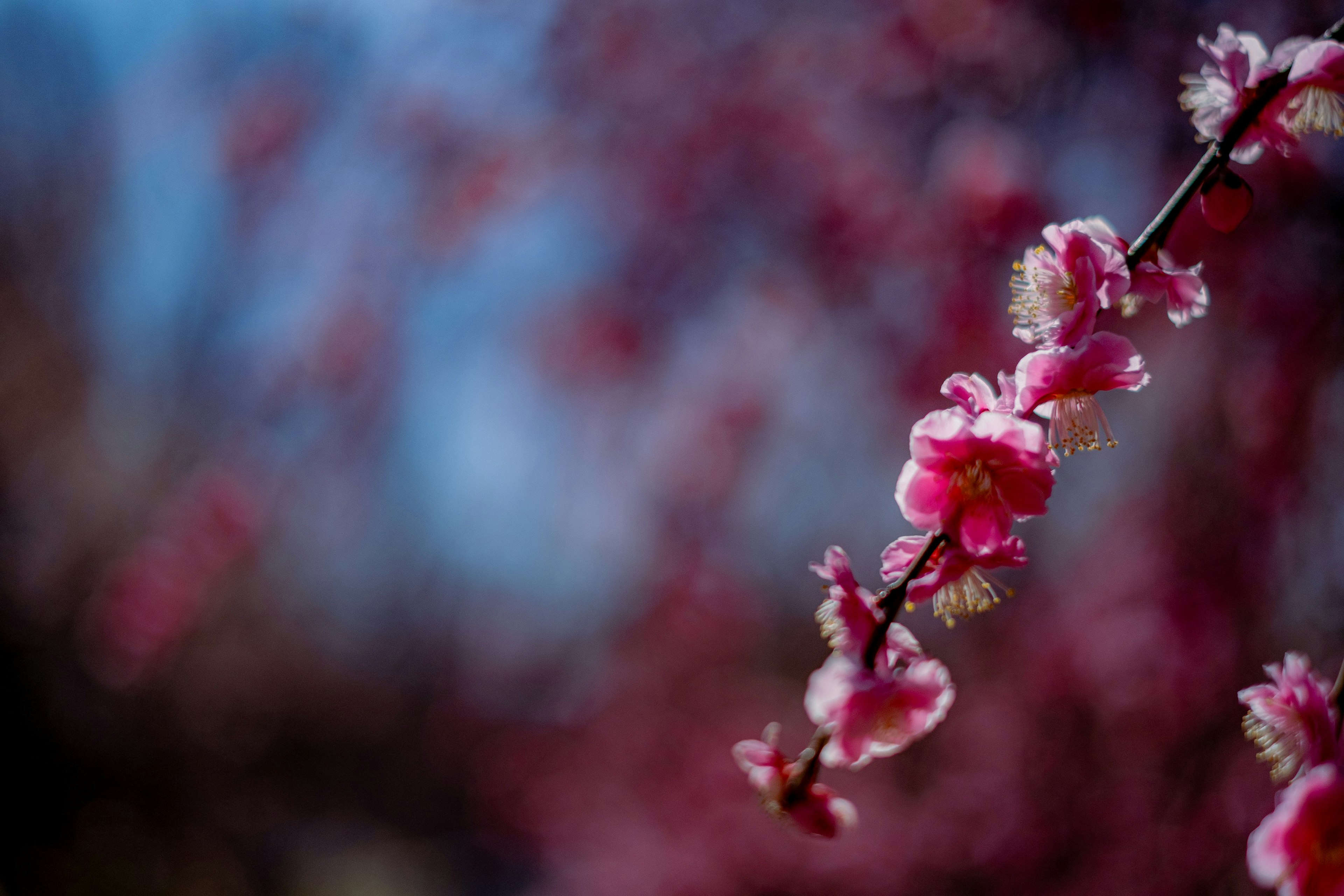 Close-up of a branch with vibrant pink flowers blurred background of blossoms