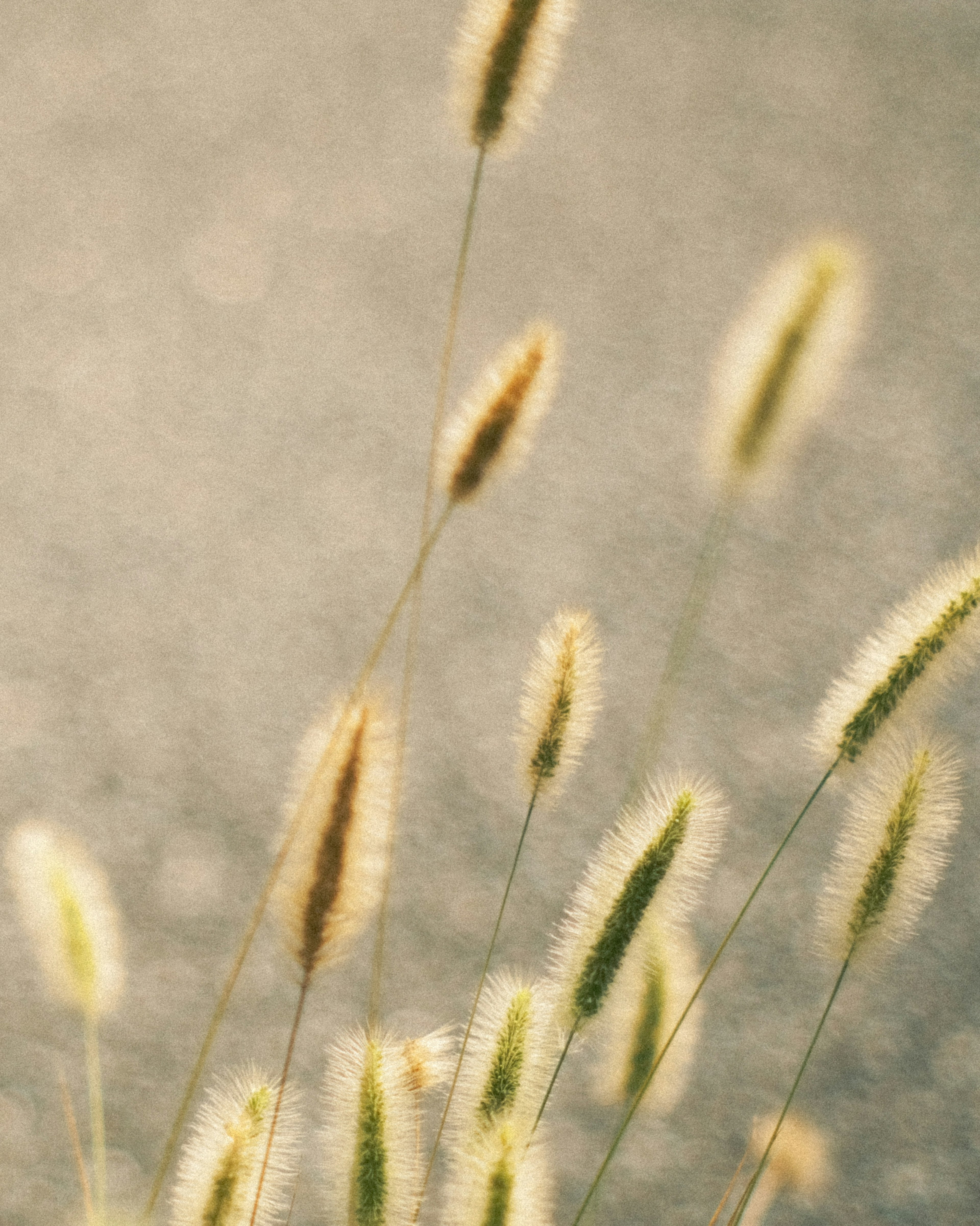 Weiche Grashalme, die im Wind schwingen