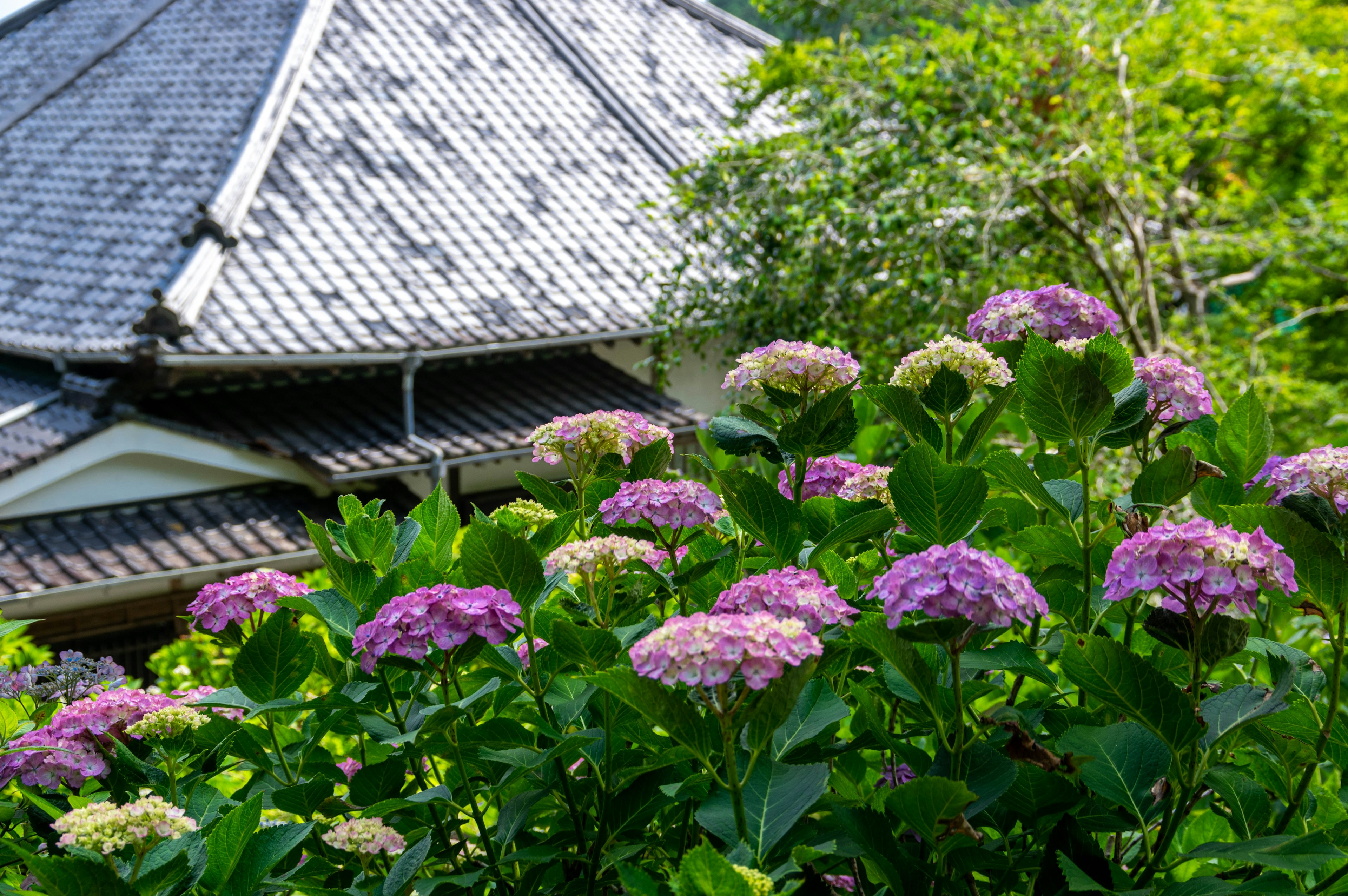 Une maison japonaise traditionnelle entourée d'hortensias en fleurs