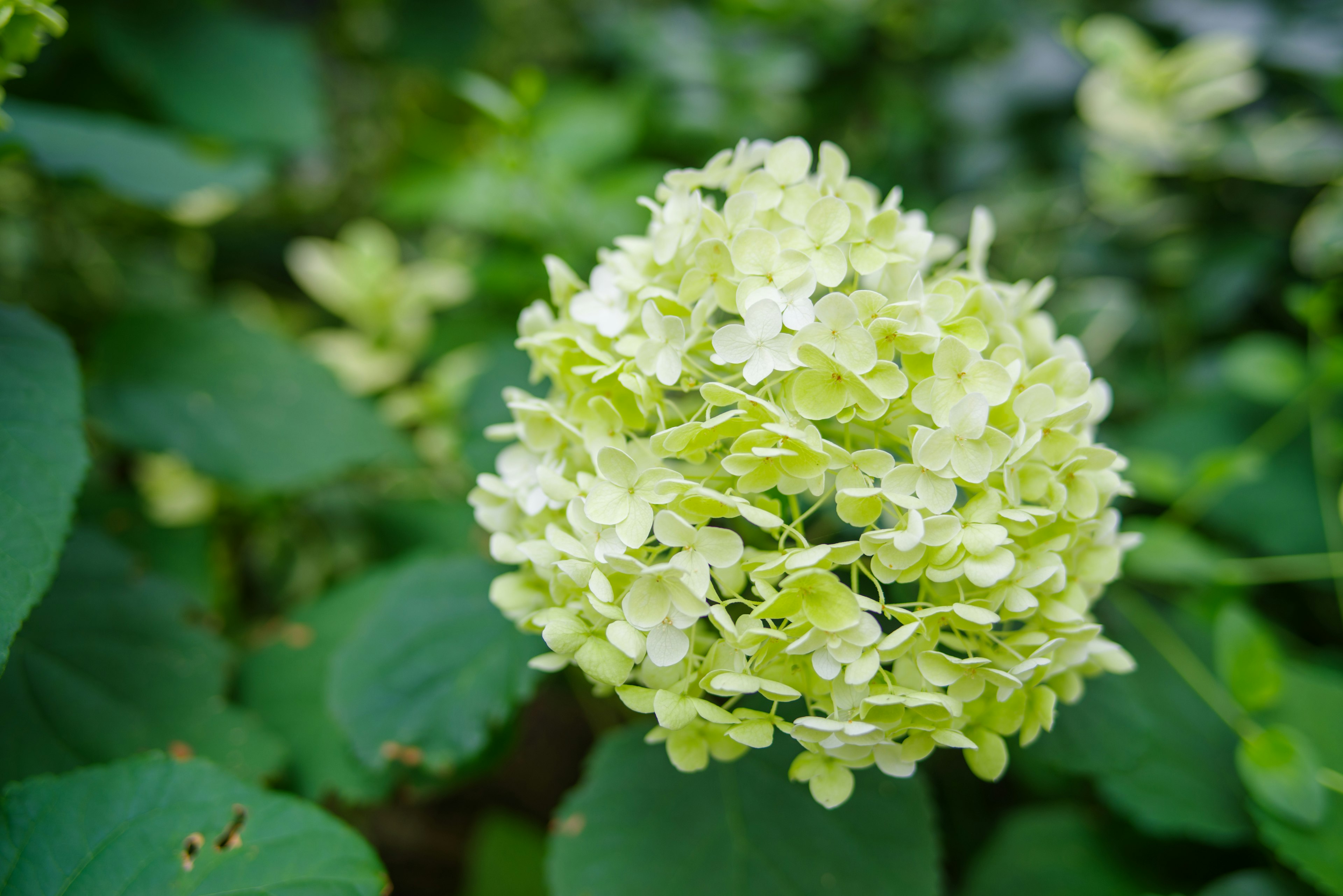 A cluster of light green hydrangea blooms among lush green leaves