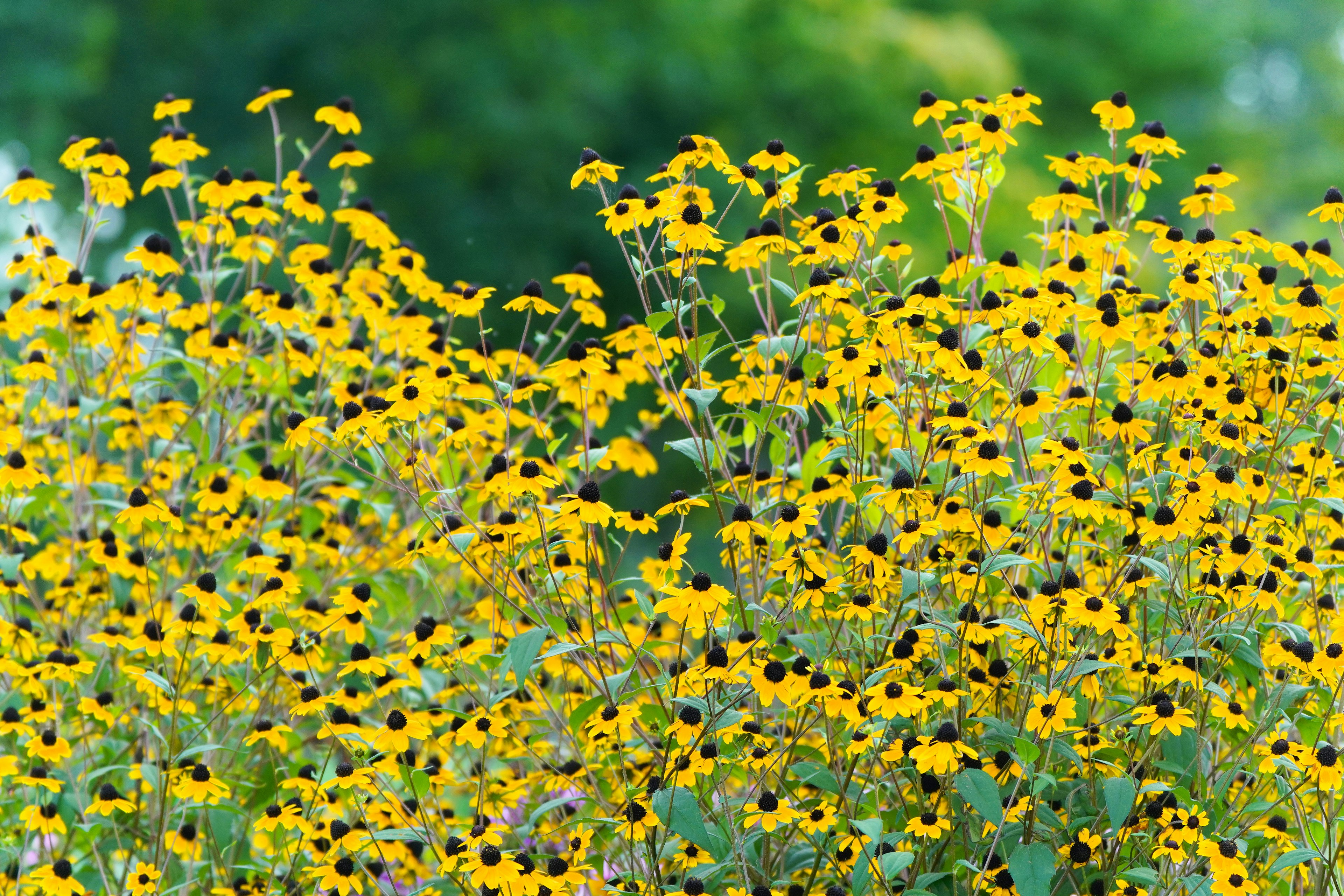 Un vibrante campo de flores amarillas con centros negros contra un fondo verde