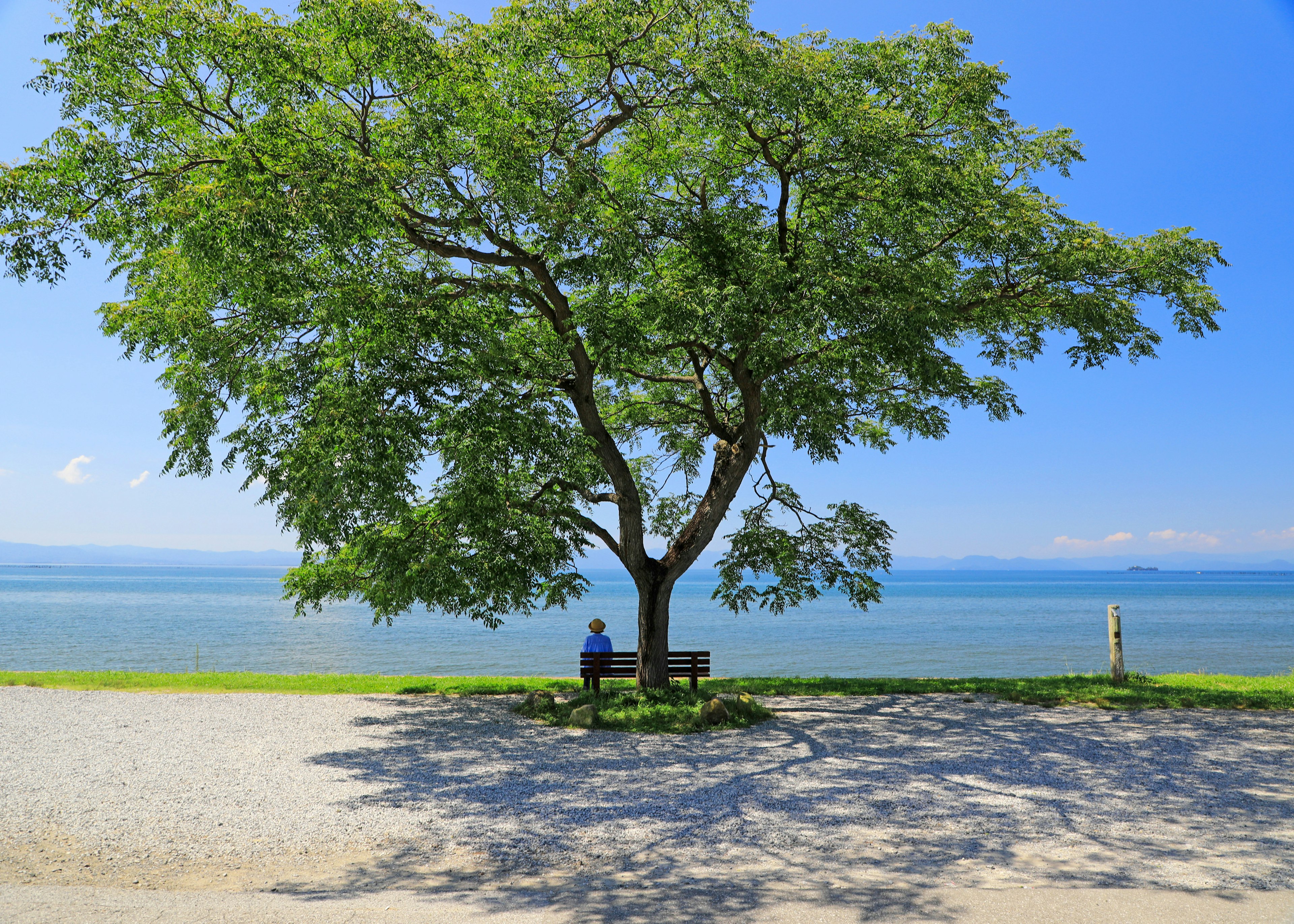 青い空の下で大きな木の下に座る人物と穏やかな海