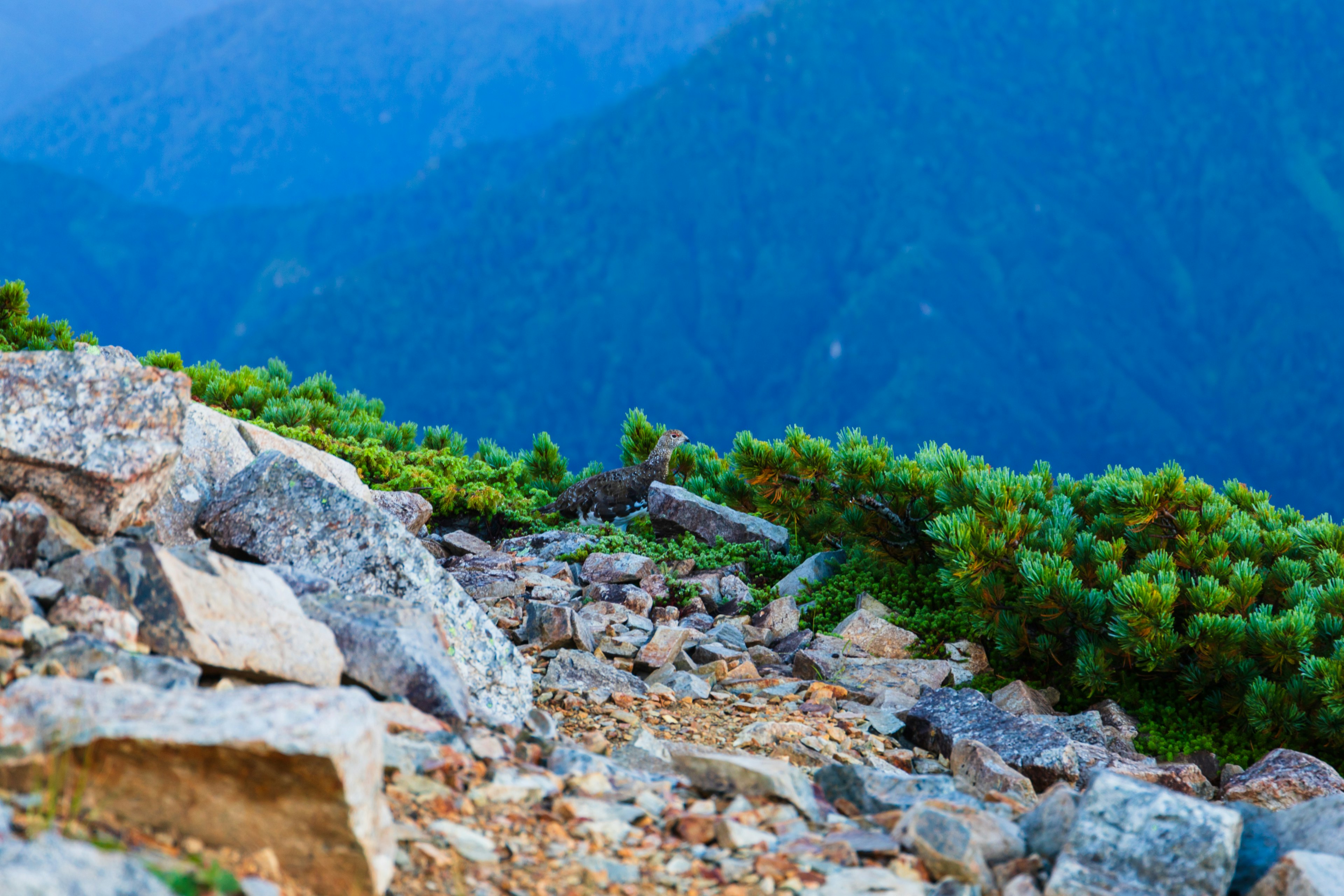 Rocky path with green vegetation and blue mountains in the background