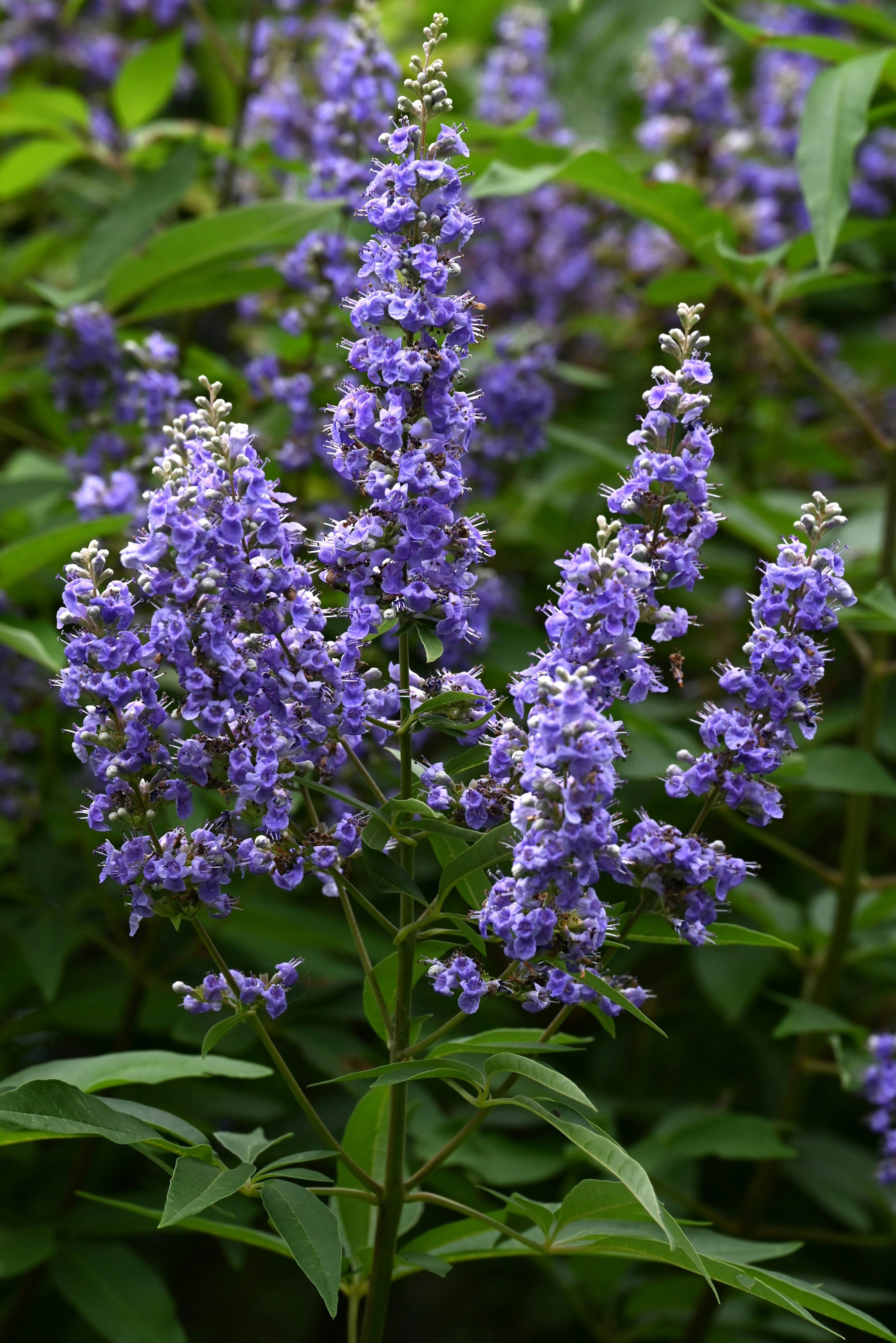 Gros plan d'une plante avec des fleurs violettes