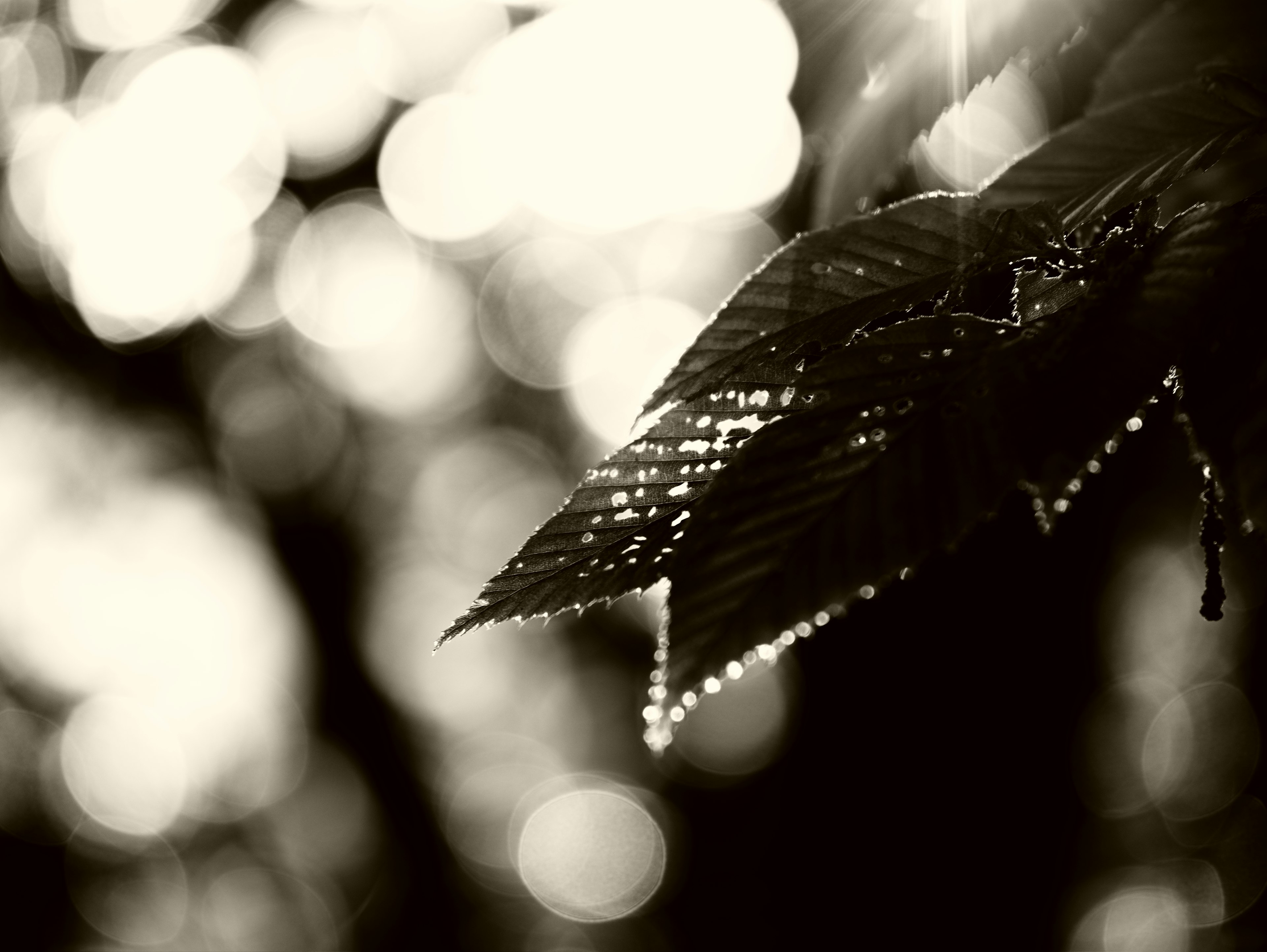 Gros plan d'une feuille avec des gouttes de rosée sur un fond flou en noir et blanc