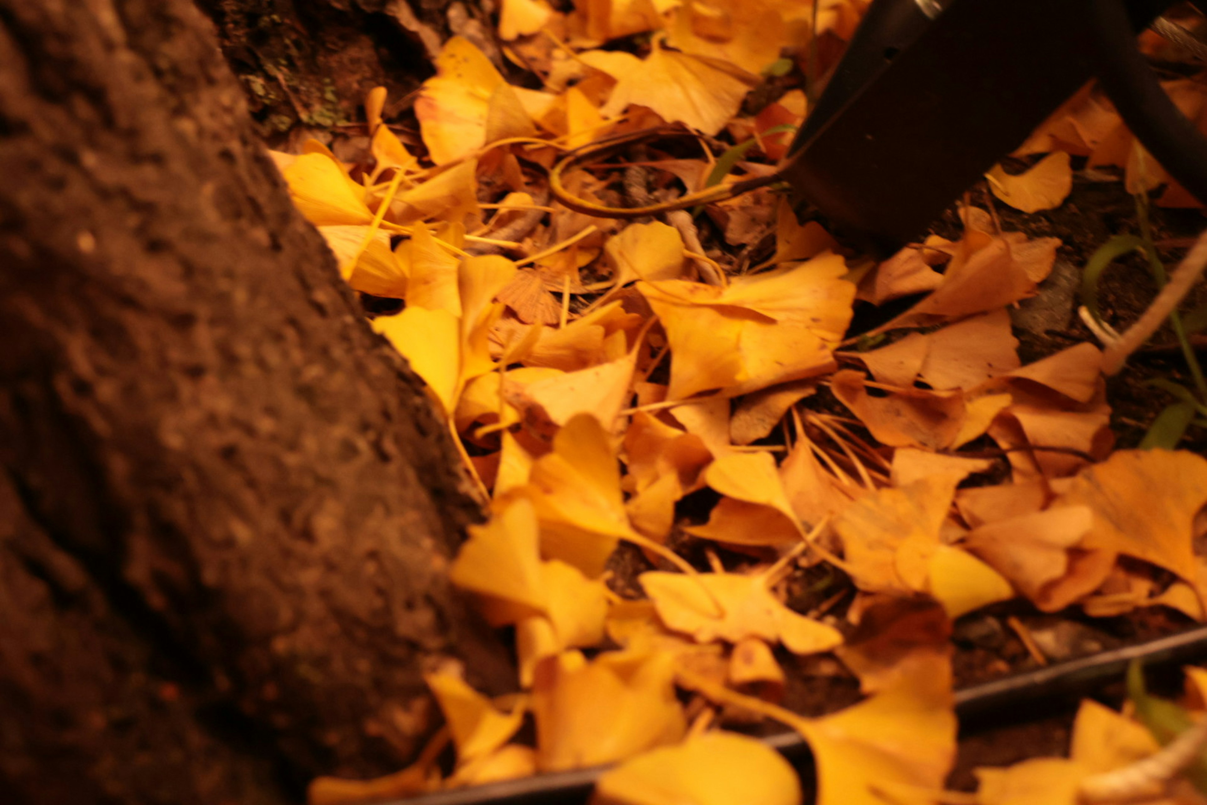 Yellow leaves scattered at the base of a tree