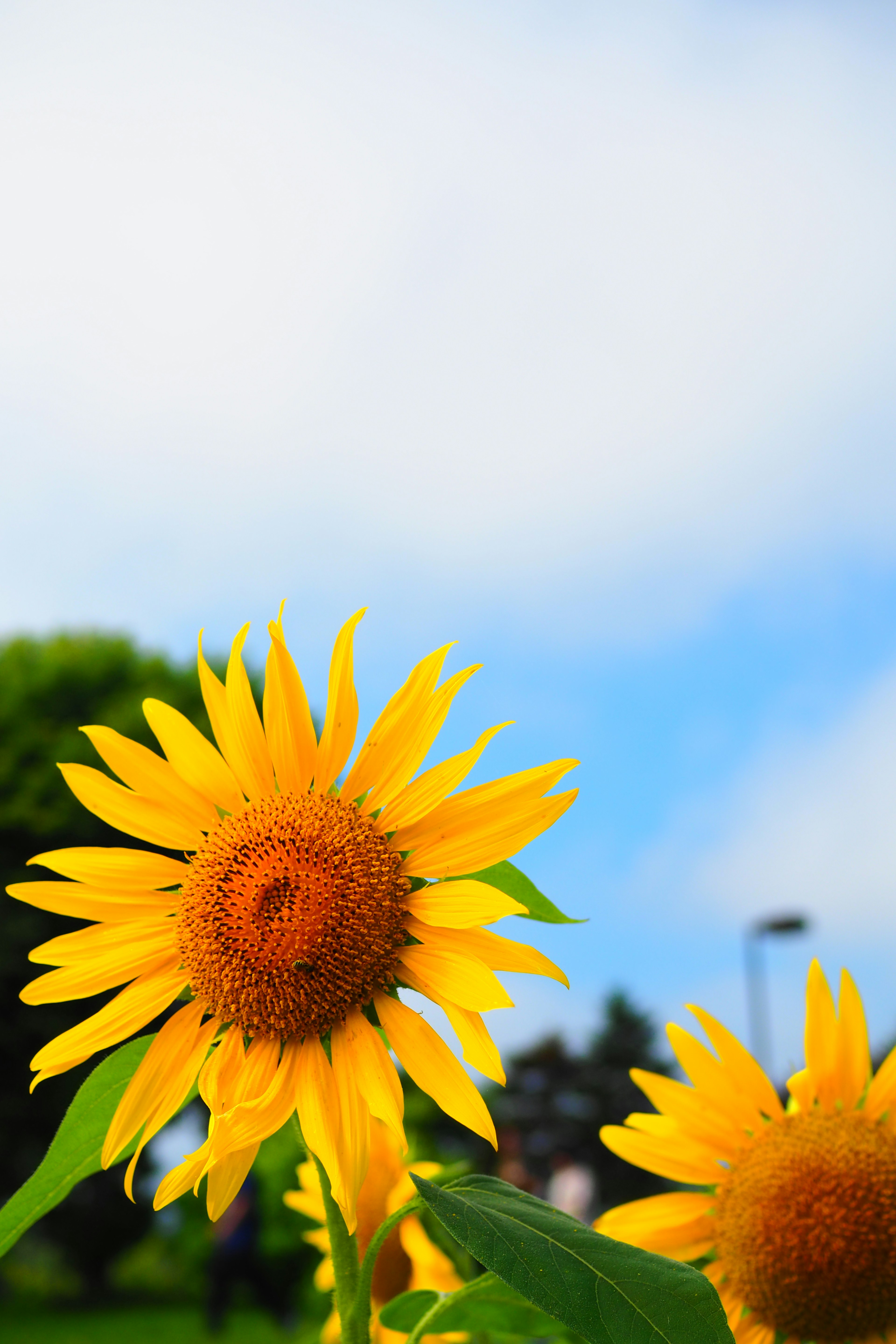 Girasole luminoso che sboccia contro un cielo blu