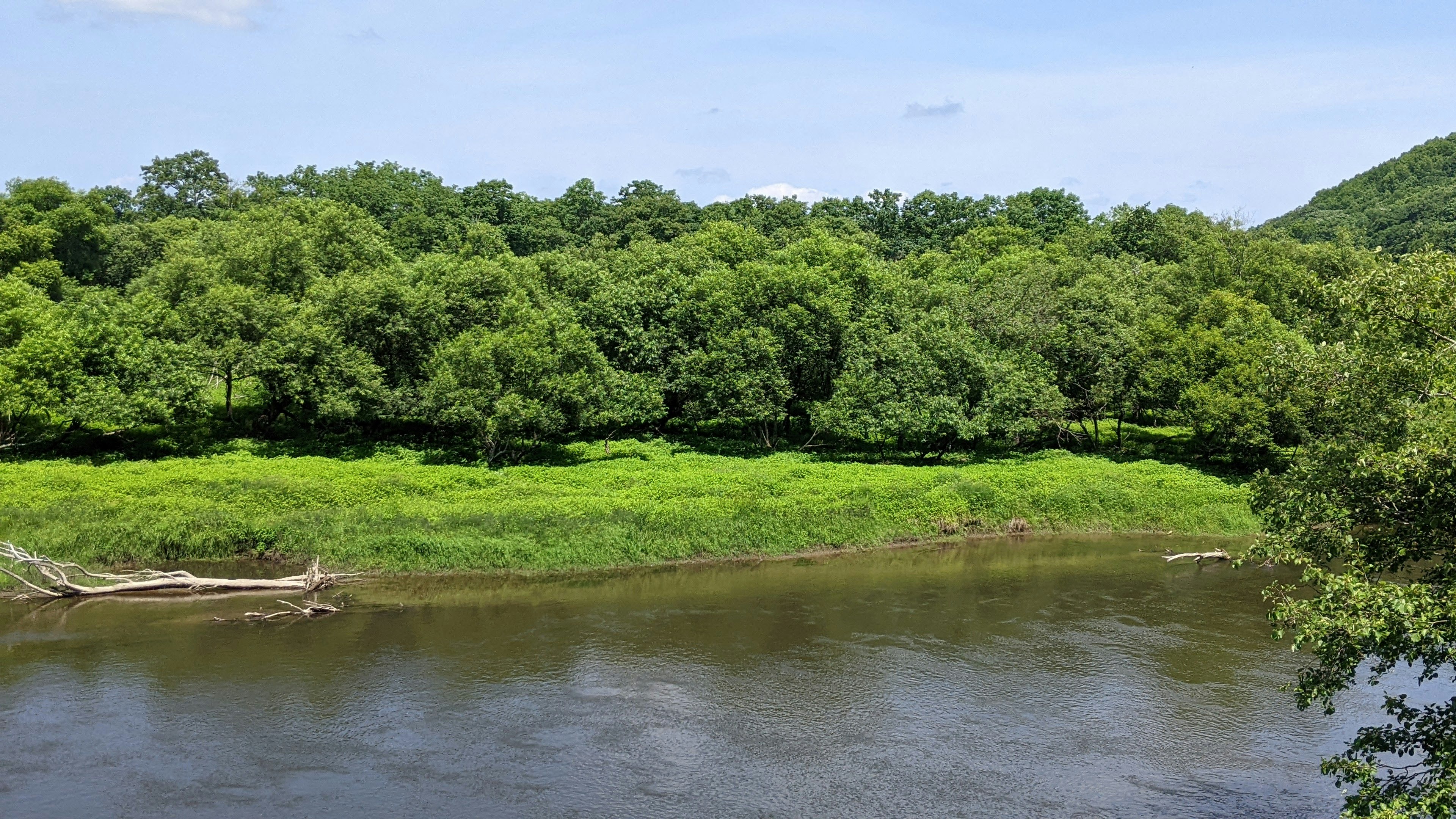 Paysage de rivière serein entouré d'arbres verts luxuriants