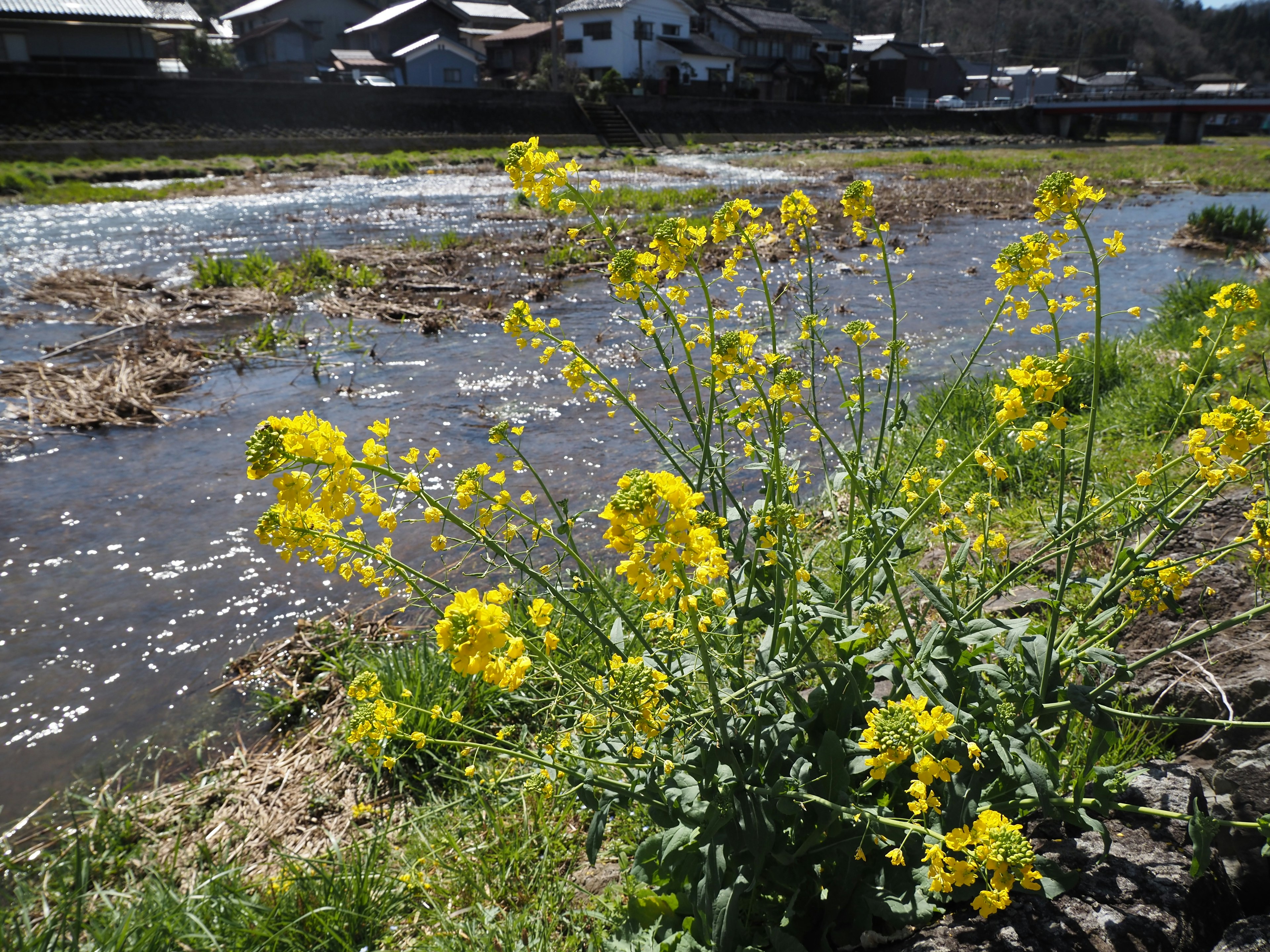 河邊盛開的黃色花朵和背景中的房屋