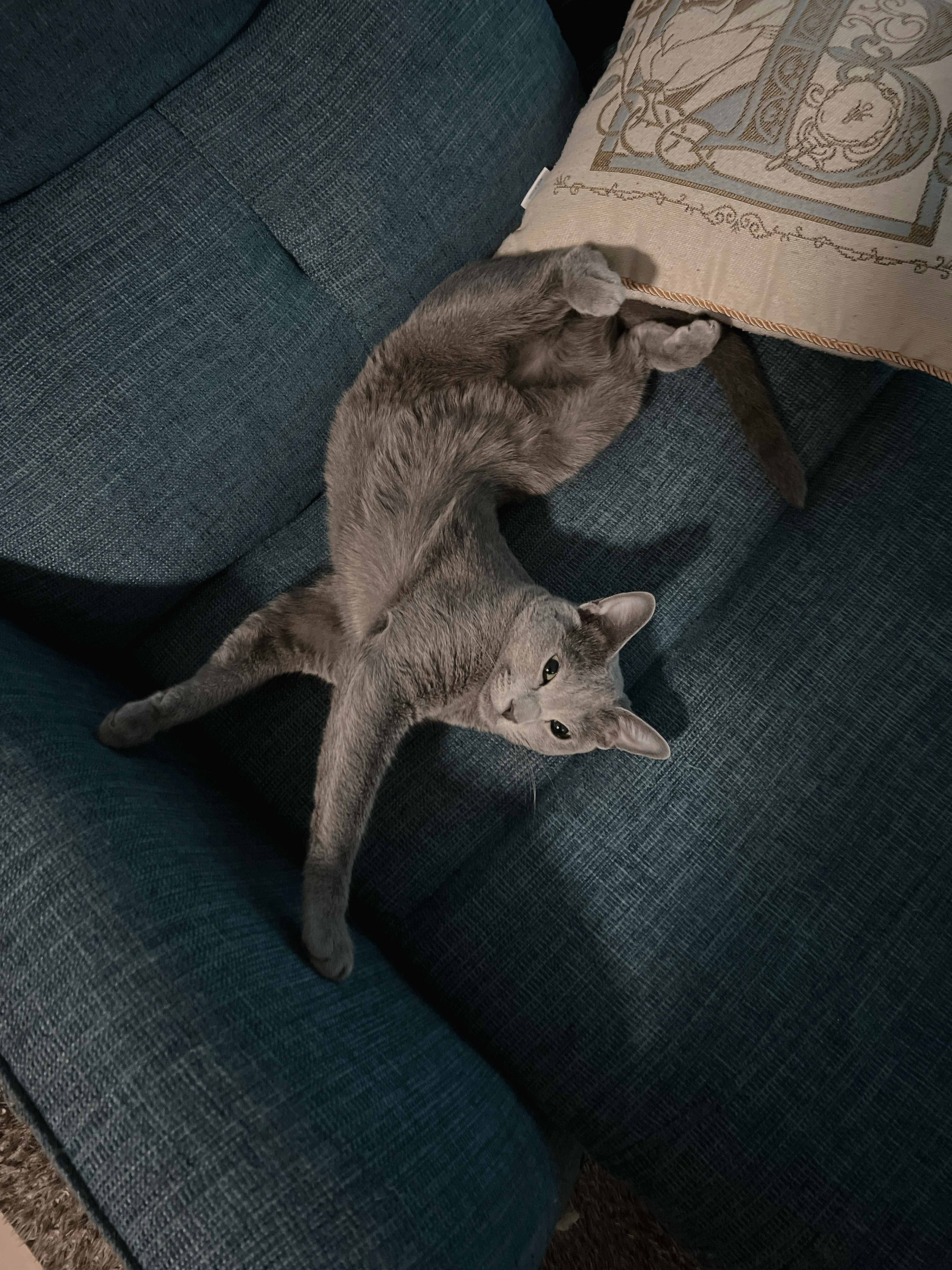 Gray cat lounging on a blue sofa