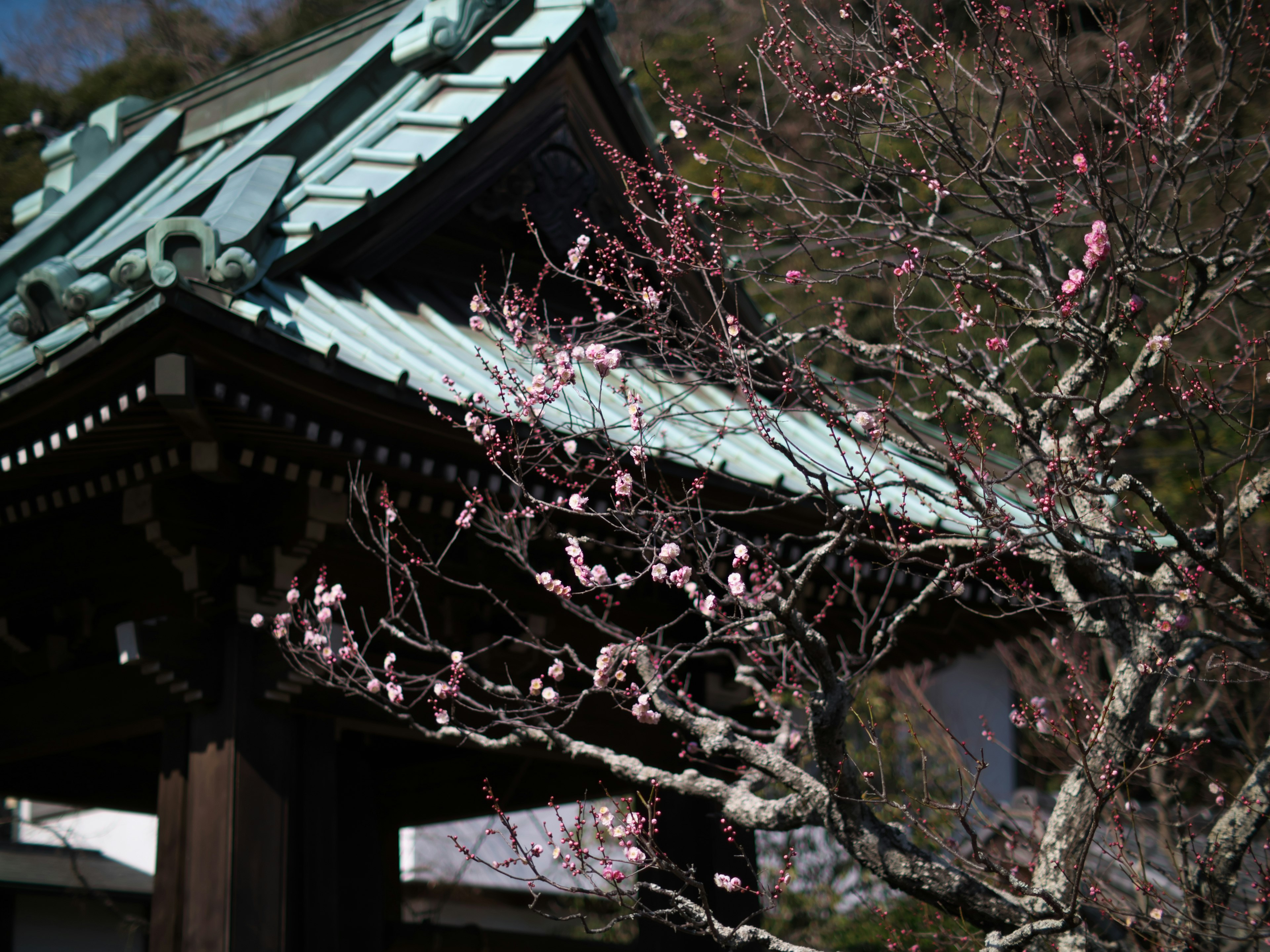 Temple avec un toit bleu et des fleurs de cerisier roses