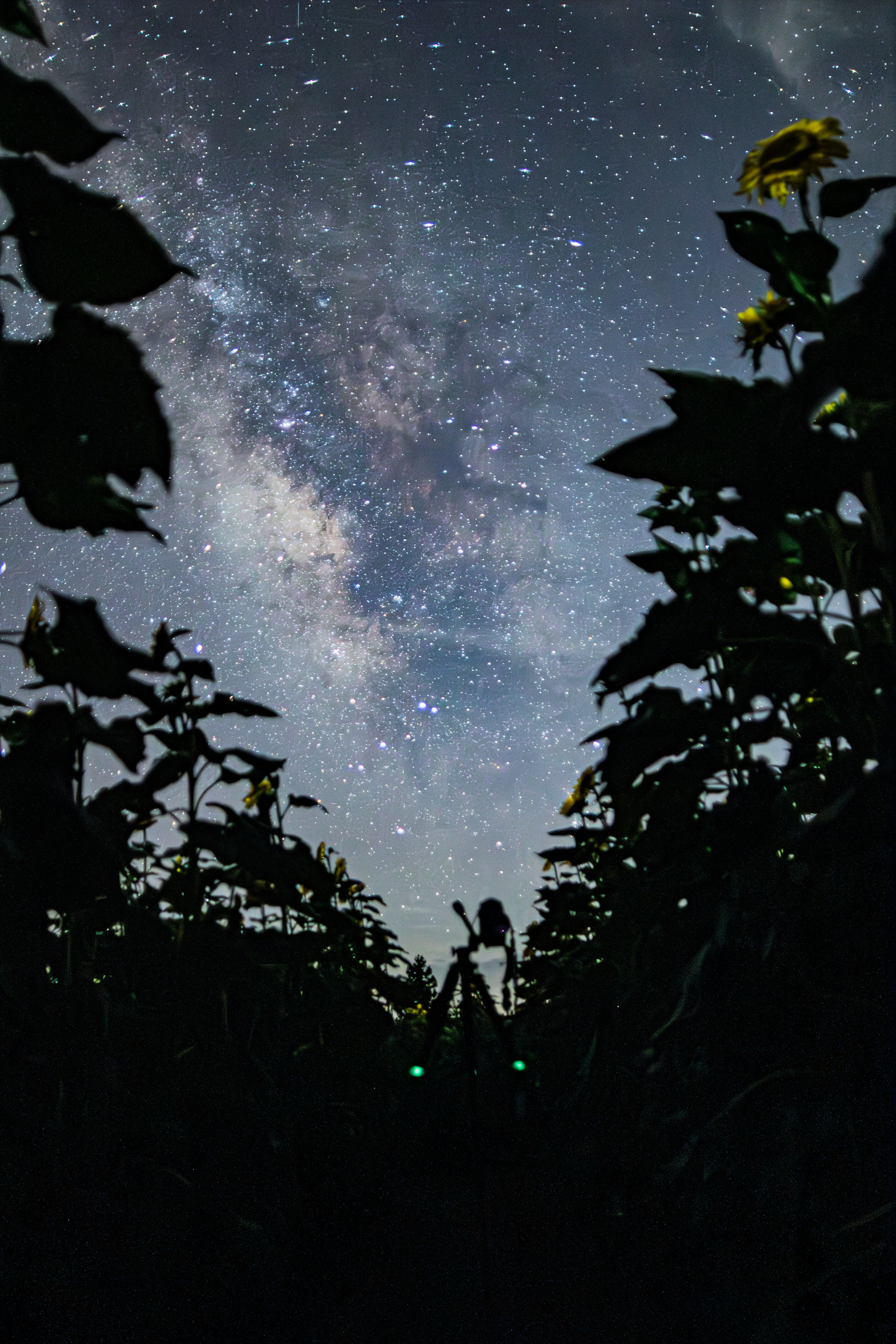 Paesaggio notturno con silhouette di girasoli sotto un cielo stellato