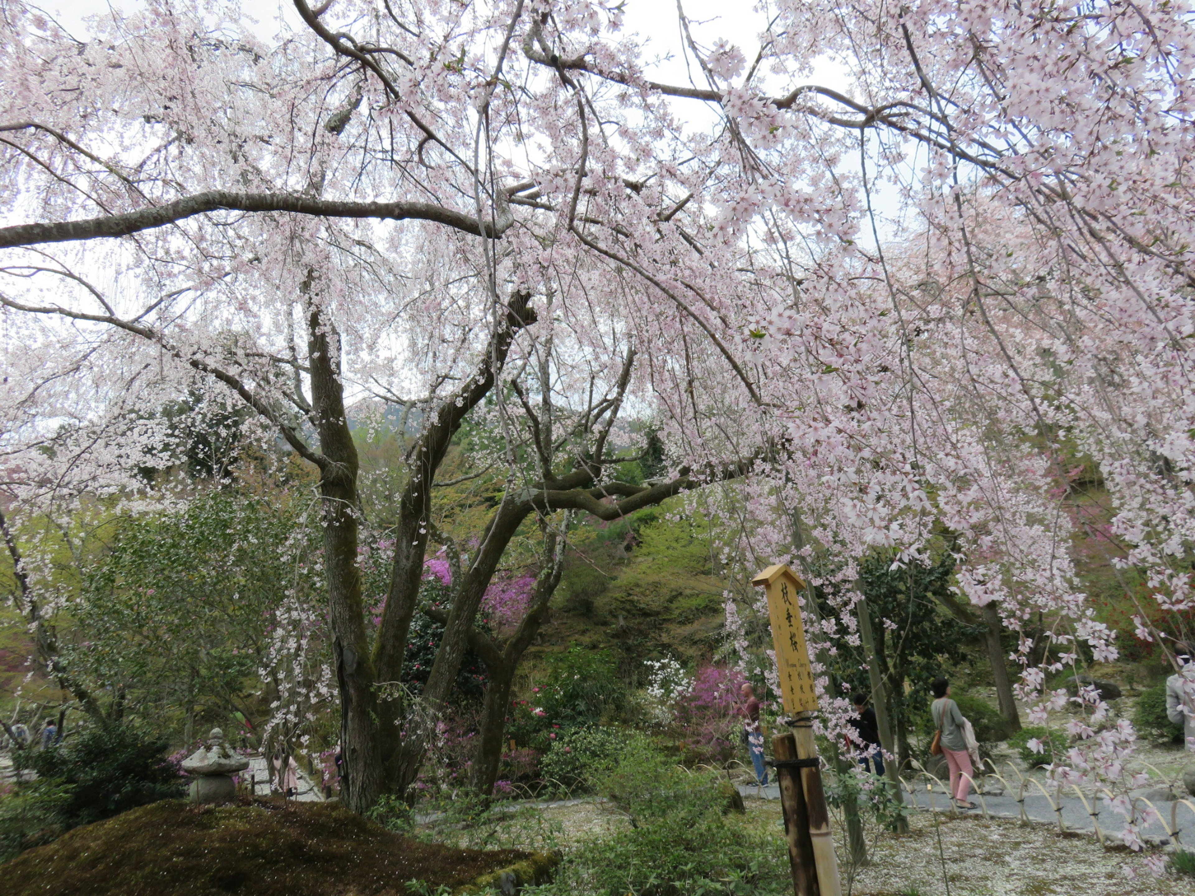 美麗的花園場景，盛開的櫻花樹