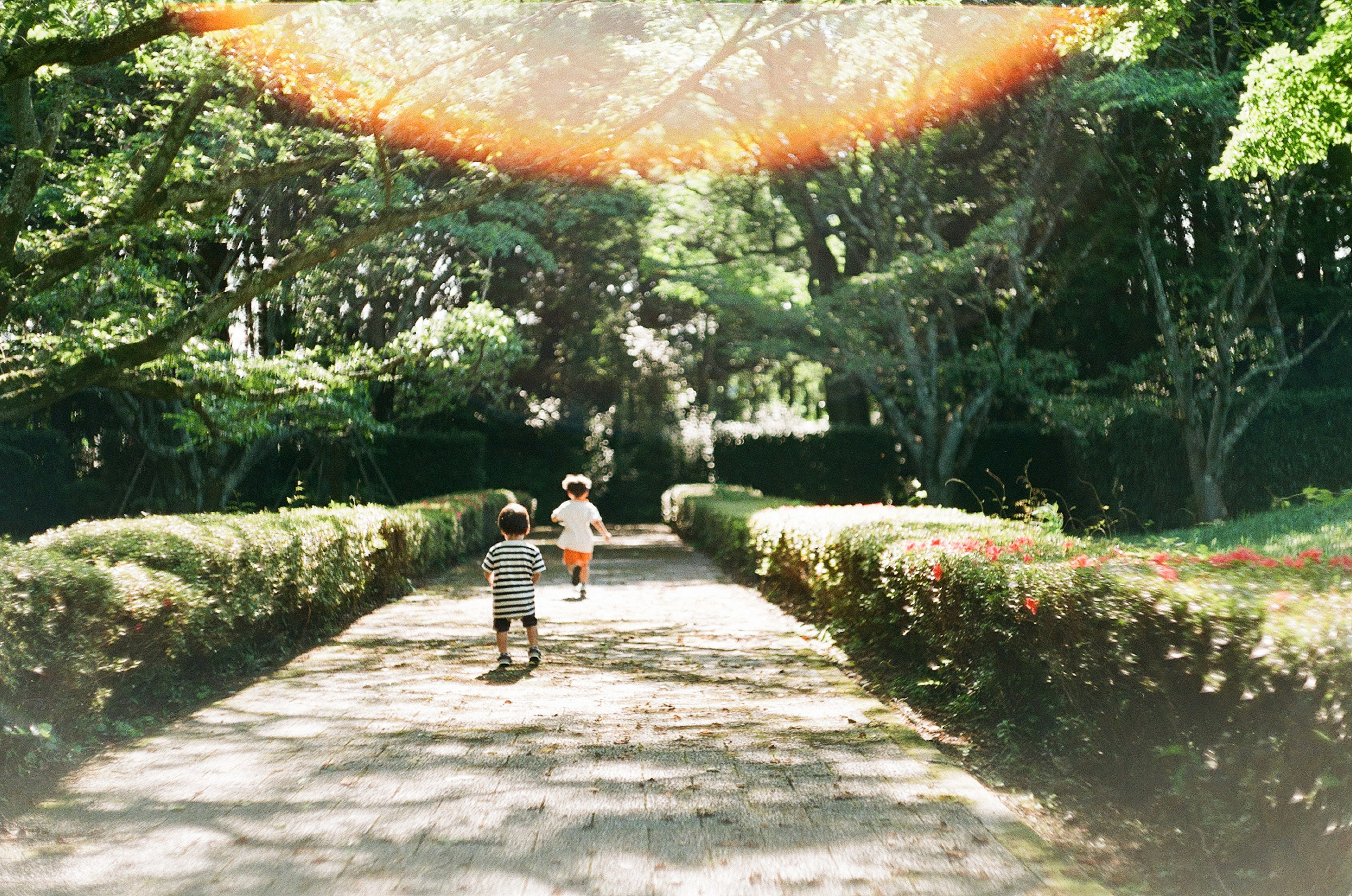 Children running on a tree-lined path