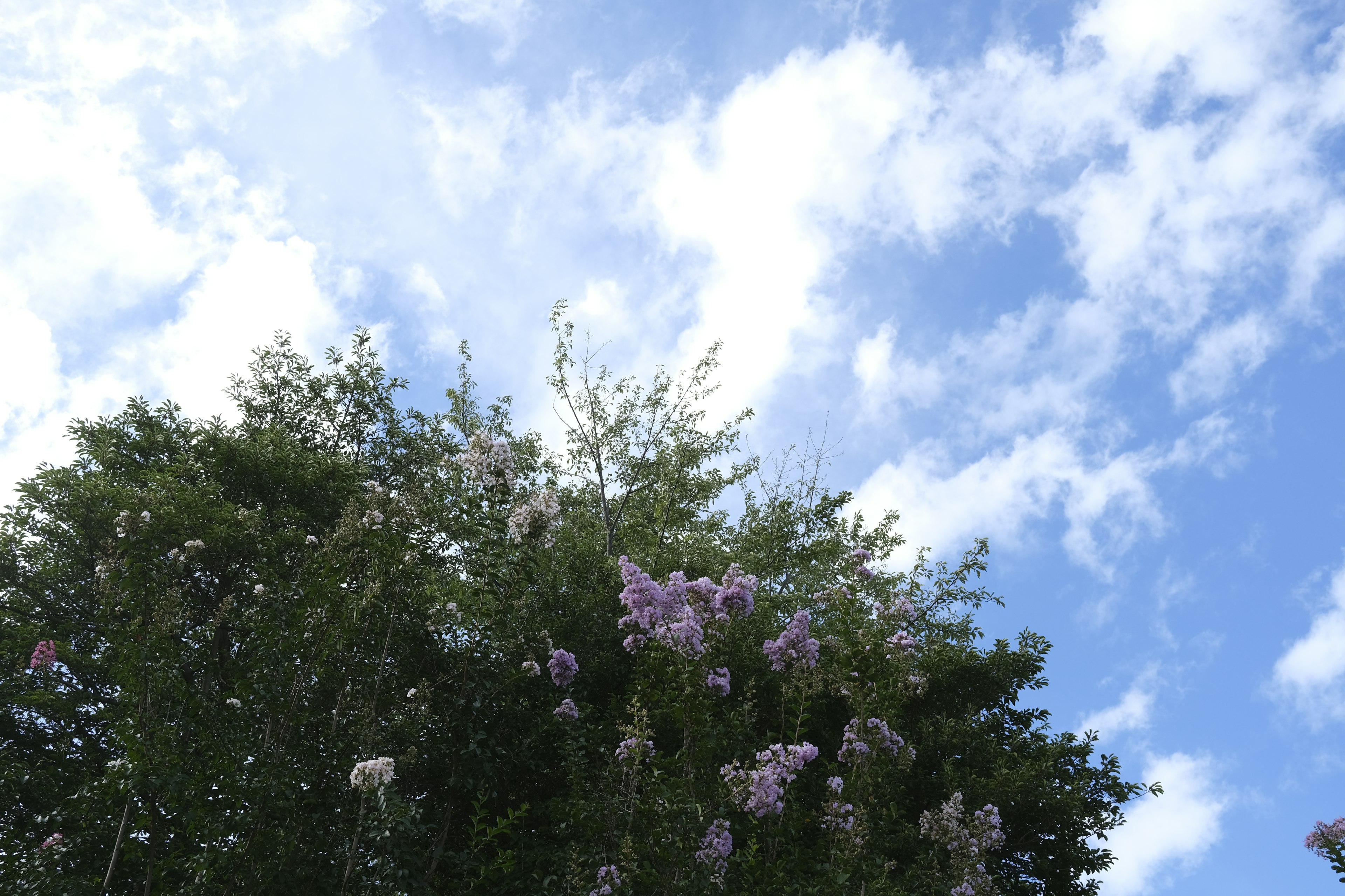 Upper view of flowering trees against a blue sky with clouds