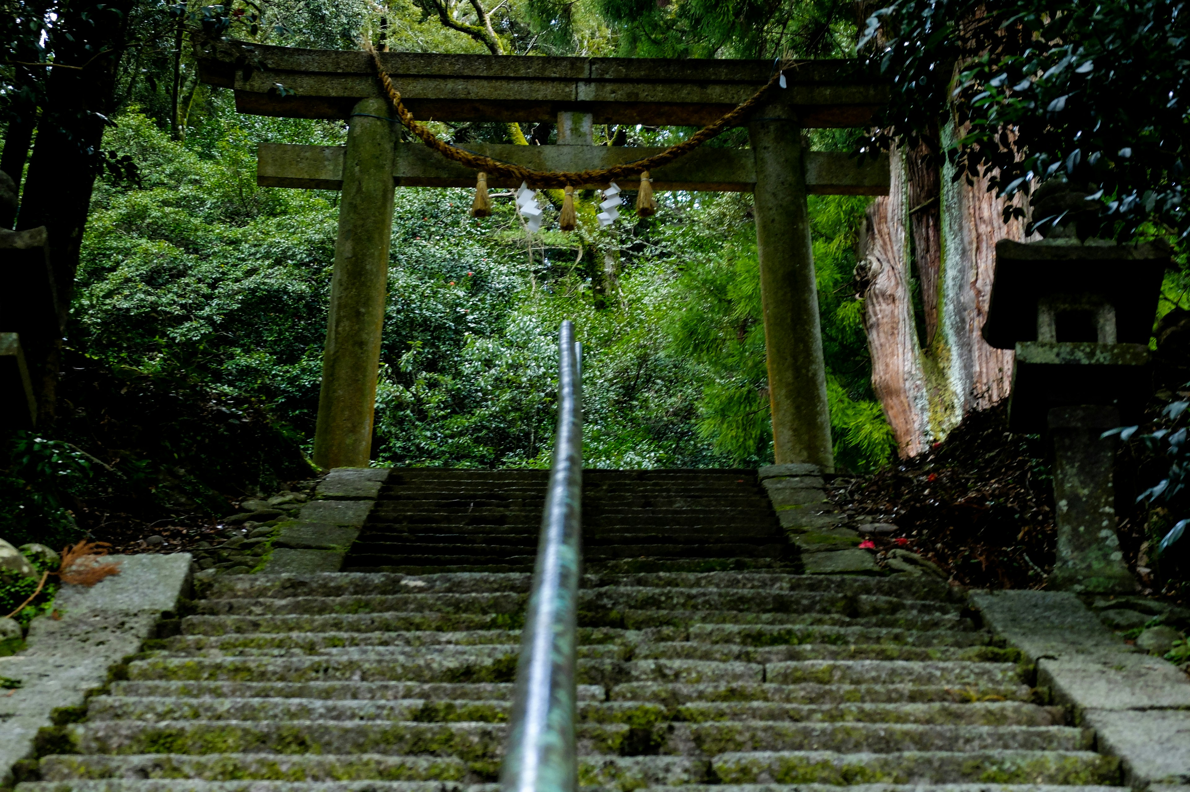 緑に囲まれた鳥居と階段の風景