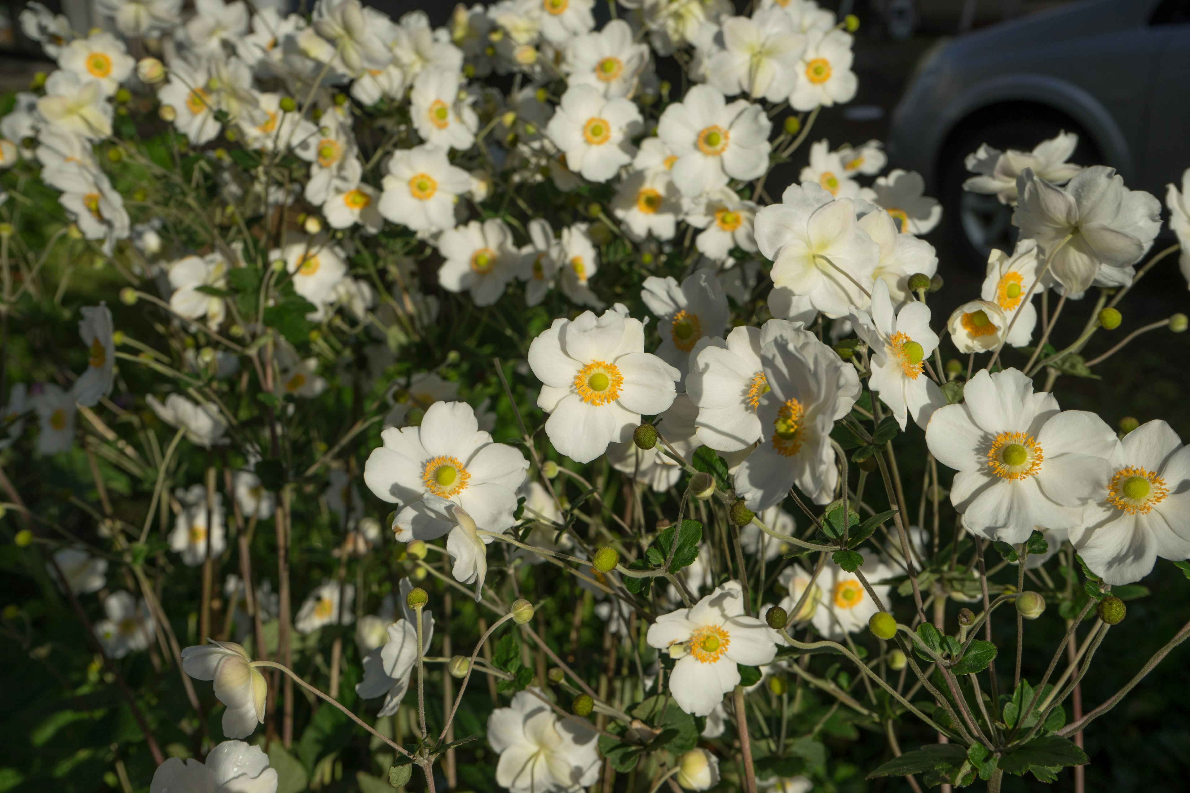 Una escena con flores blancas en flor con centros amarillos