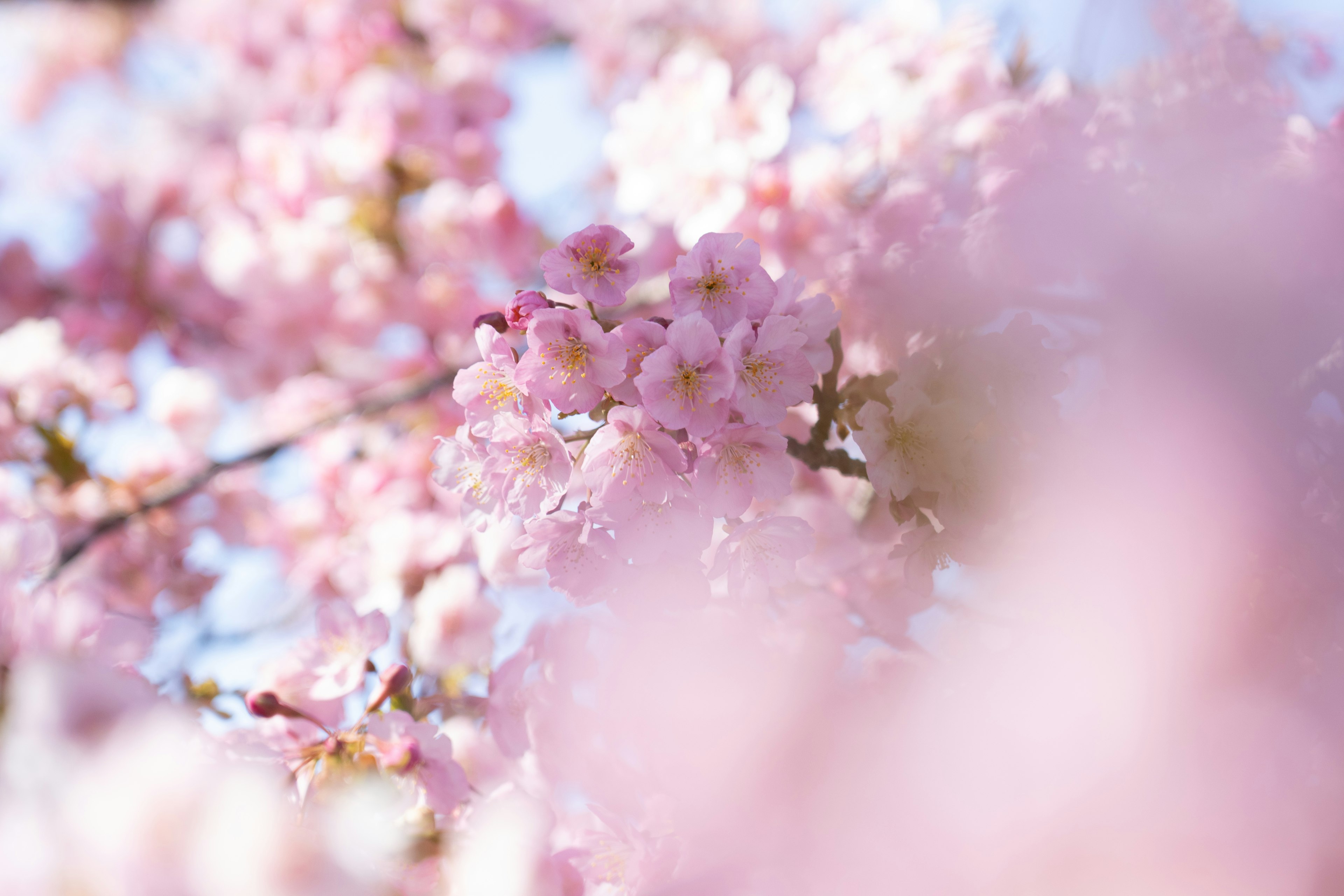 Soft pink cherry blossoms in bloom with a blurred background