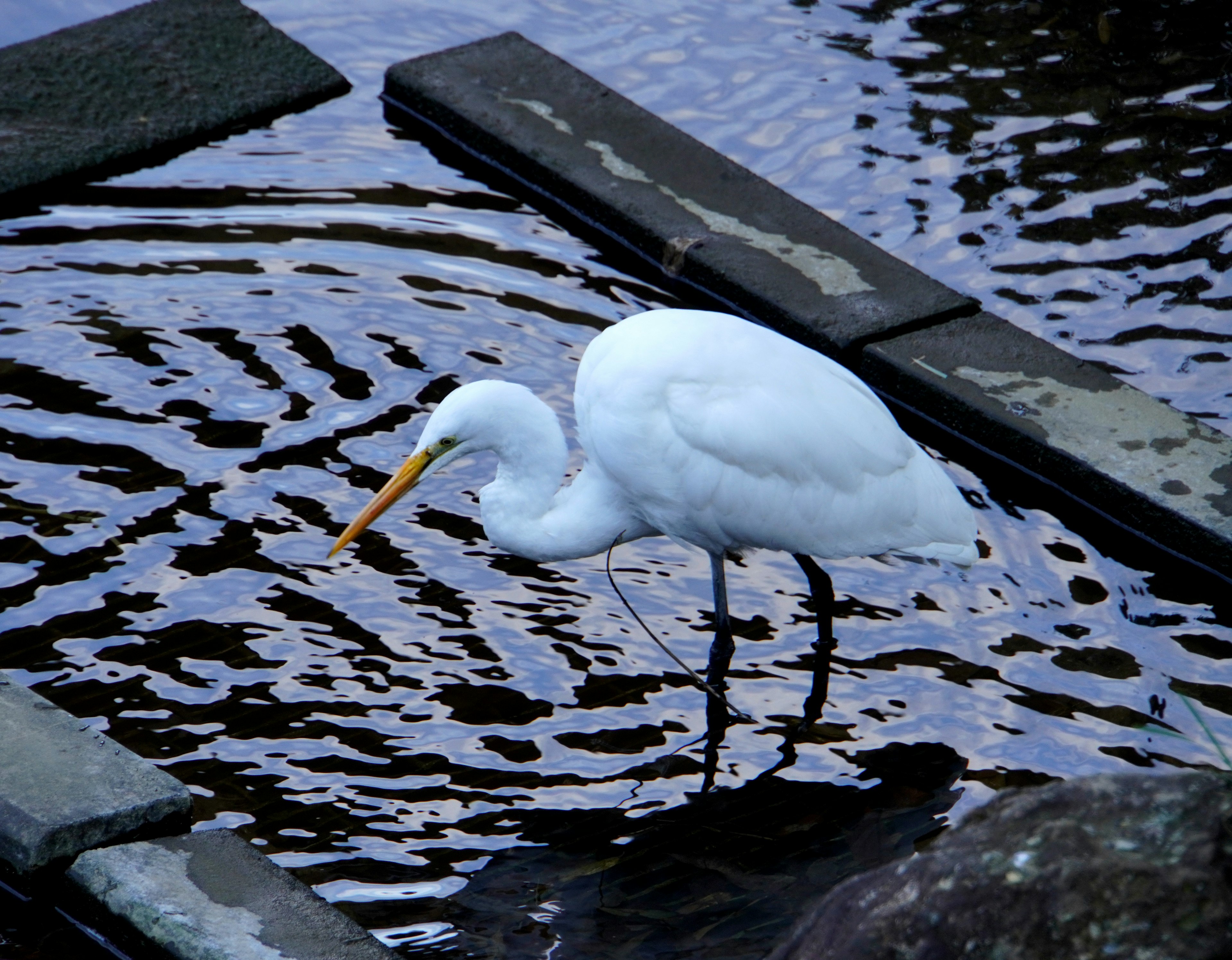 Un airone bianco in piedi nell'acqua con increspature