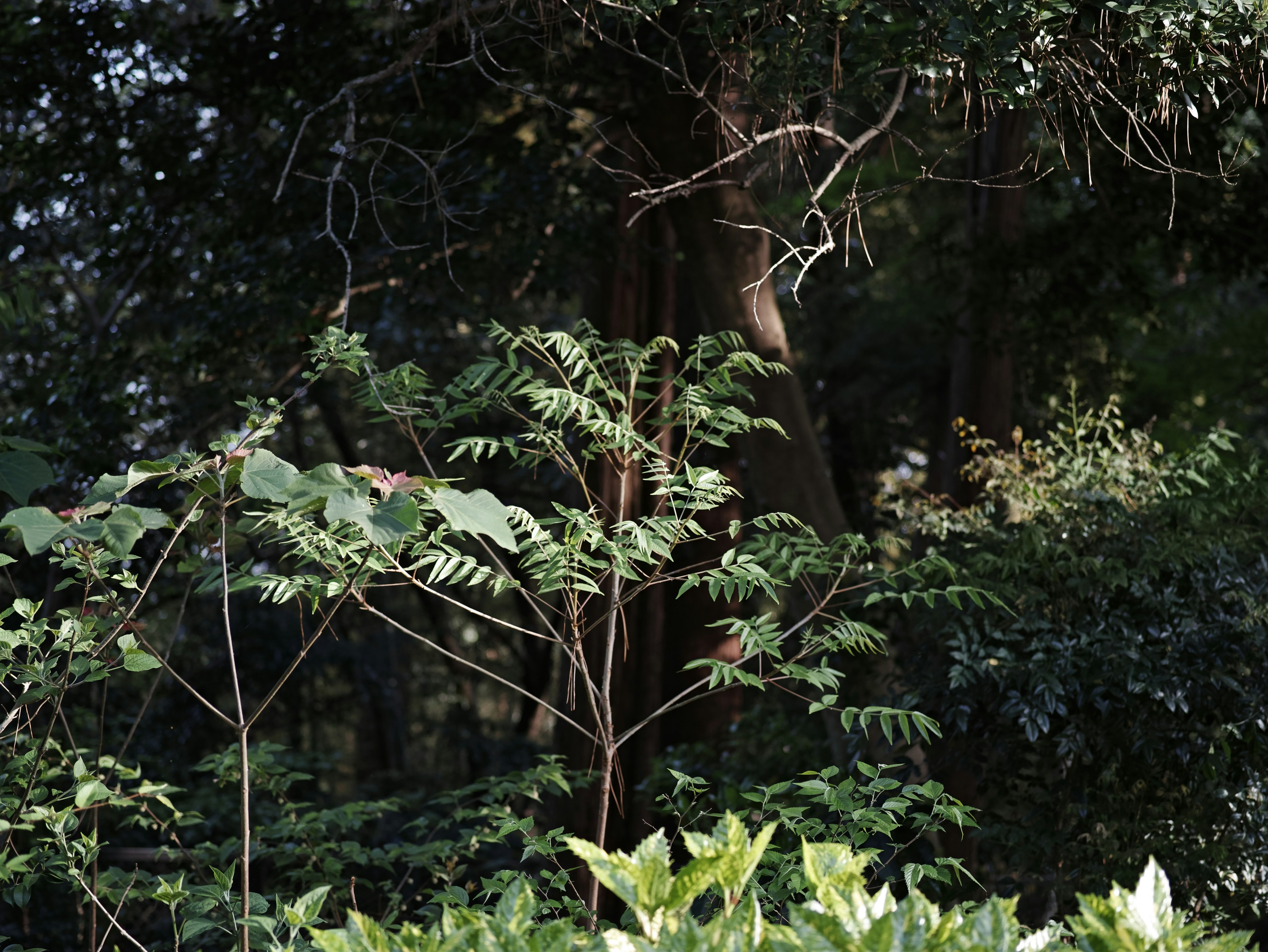 Üppige Vegetation mit verschiedenen Pflanzen und Bäumen in einer natürlichen Umgebung