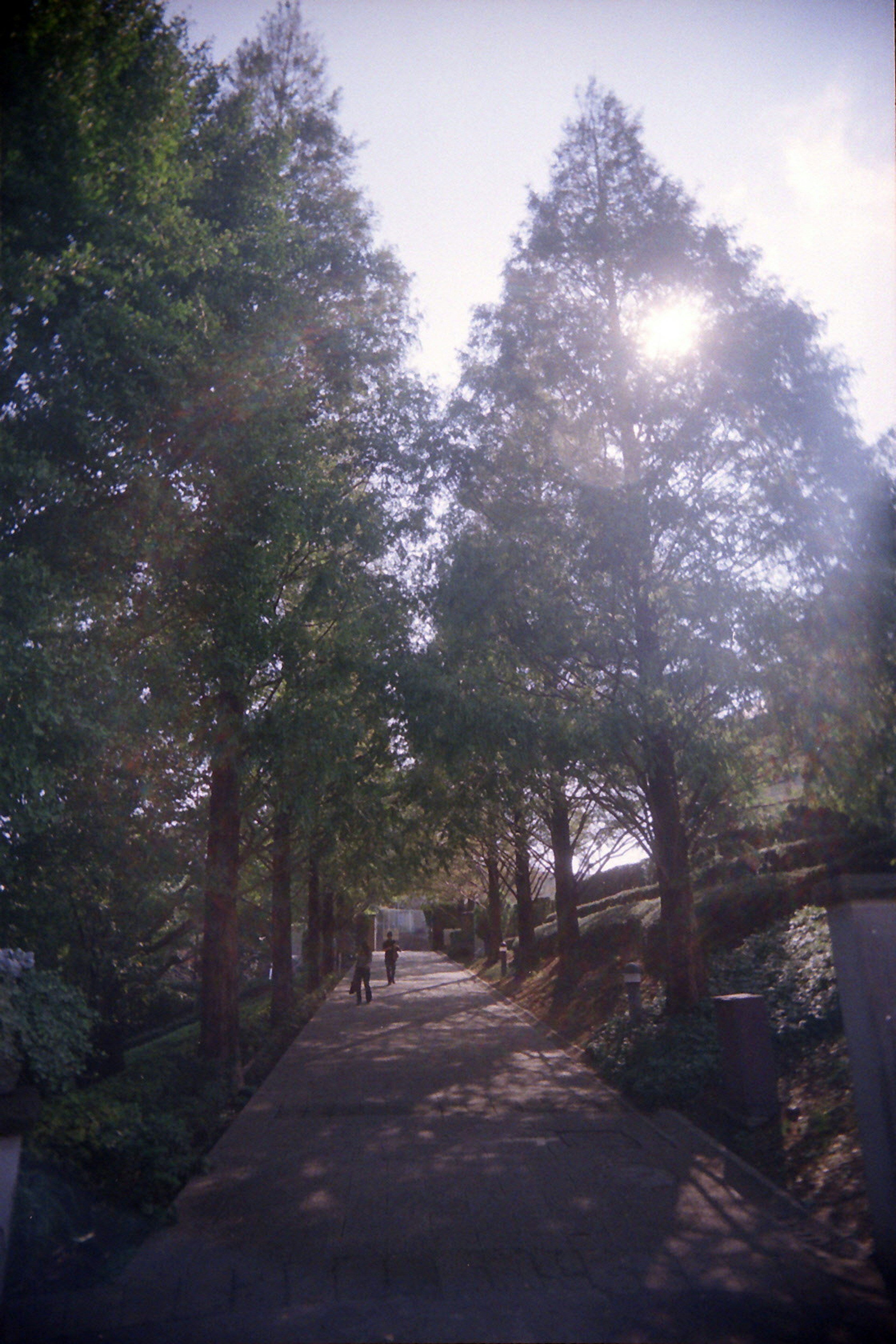 Sentier bordé d'arbres verts avec la lumière du soleil qui brille