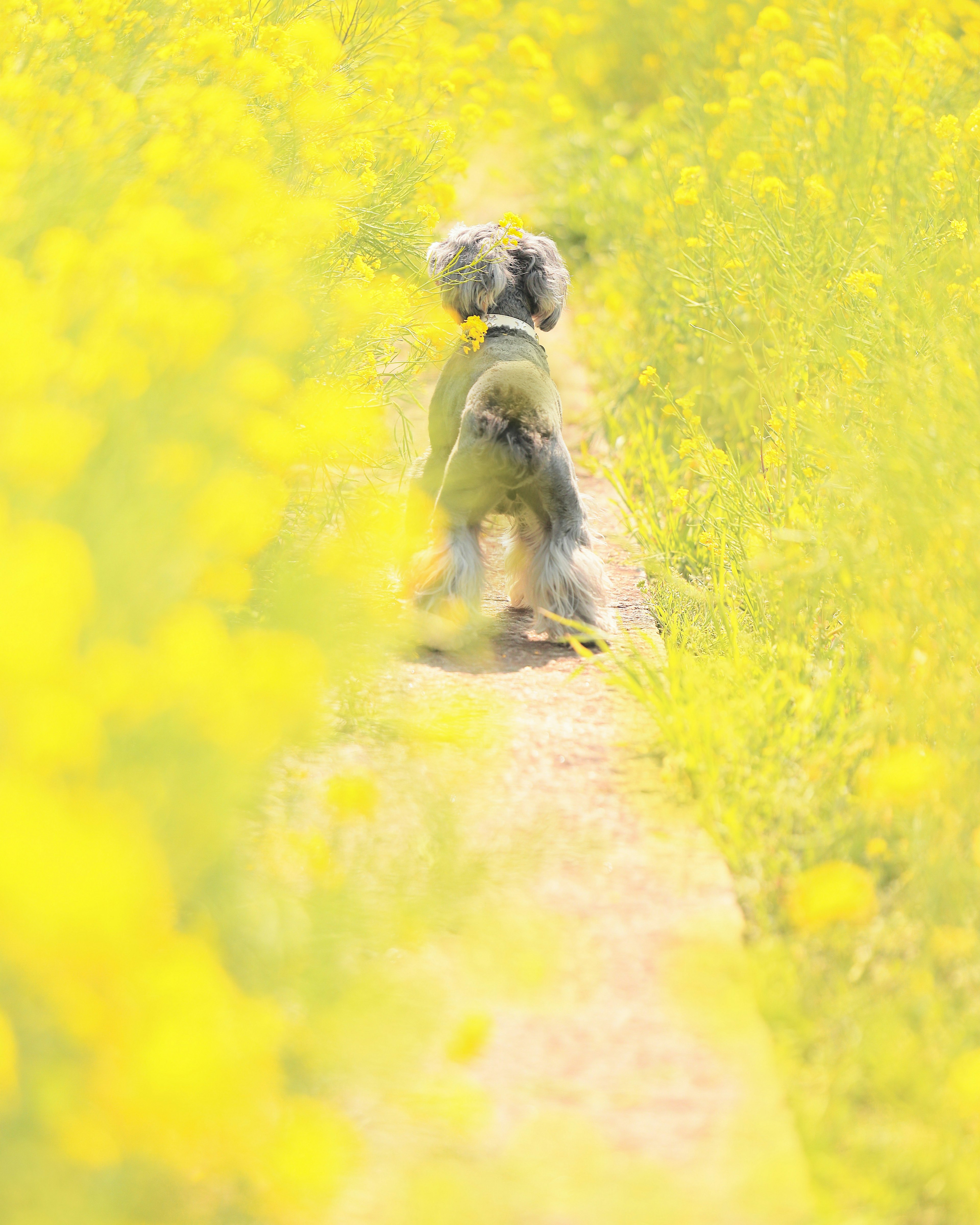 A dog walking along a path surrounded by yellow flowers