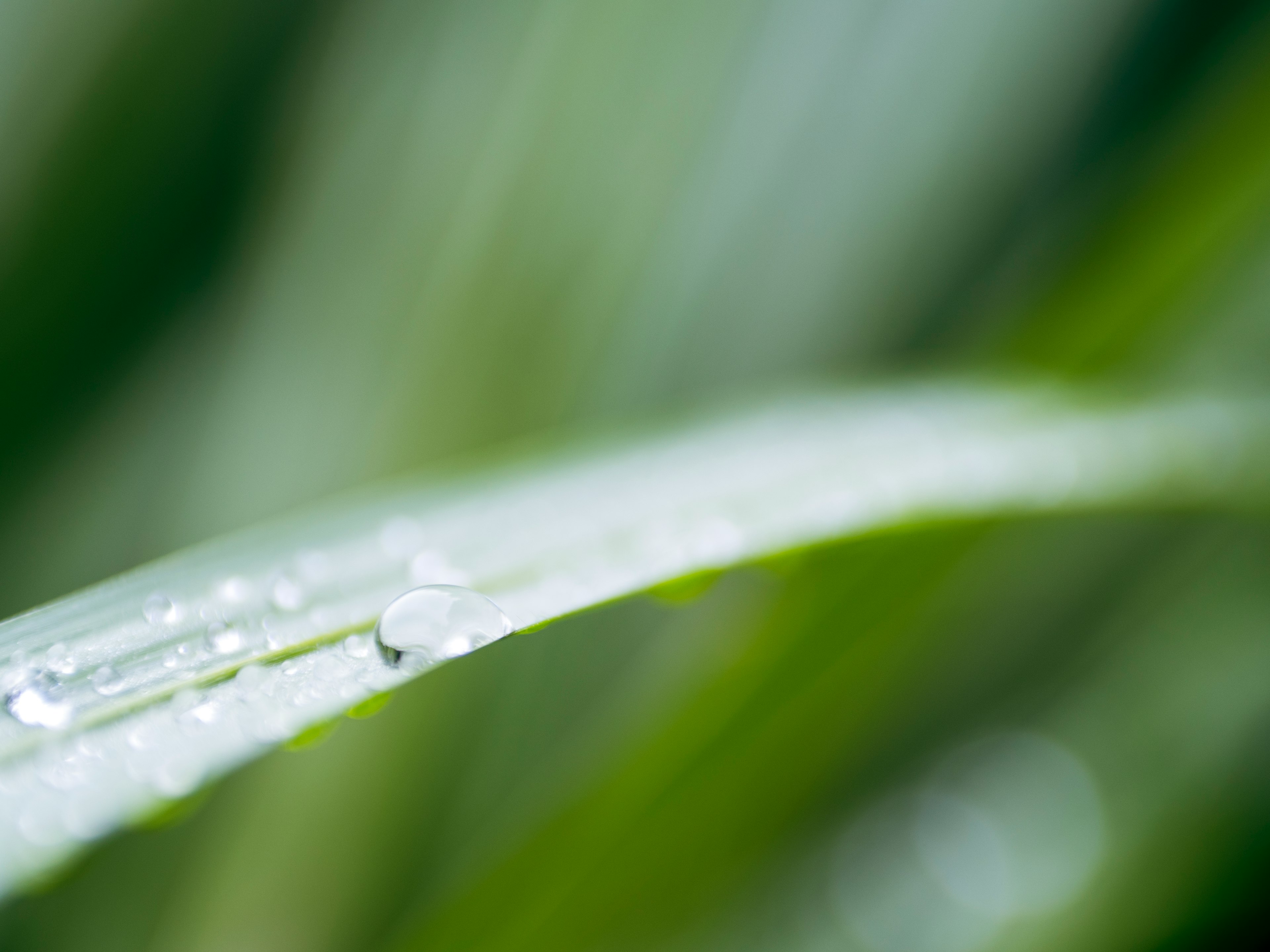 Close-up of a green leaf with water droplets